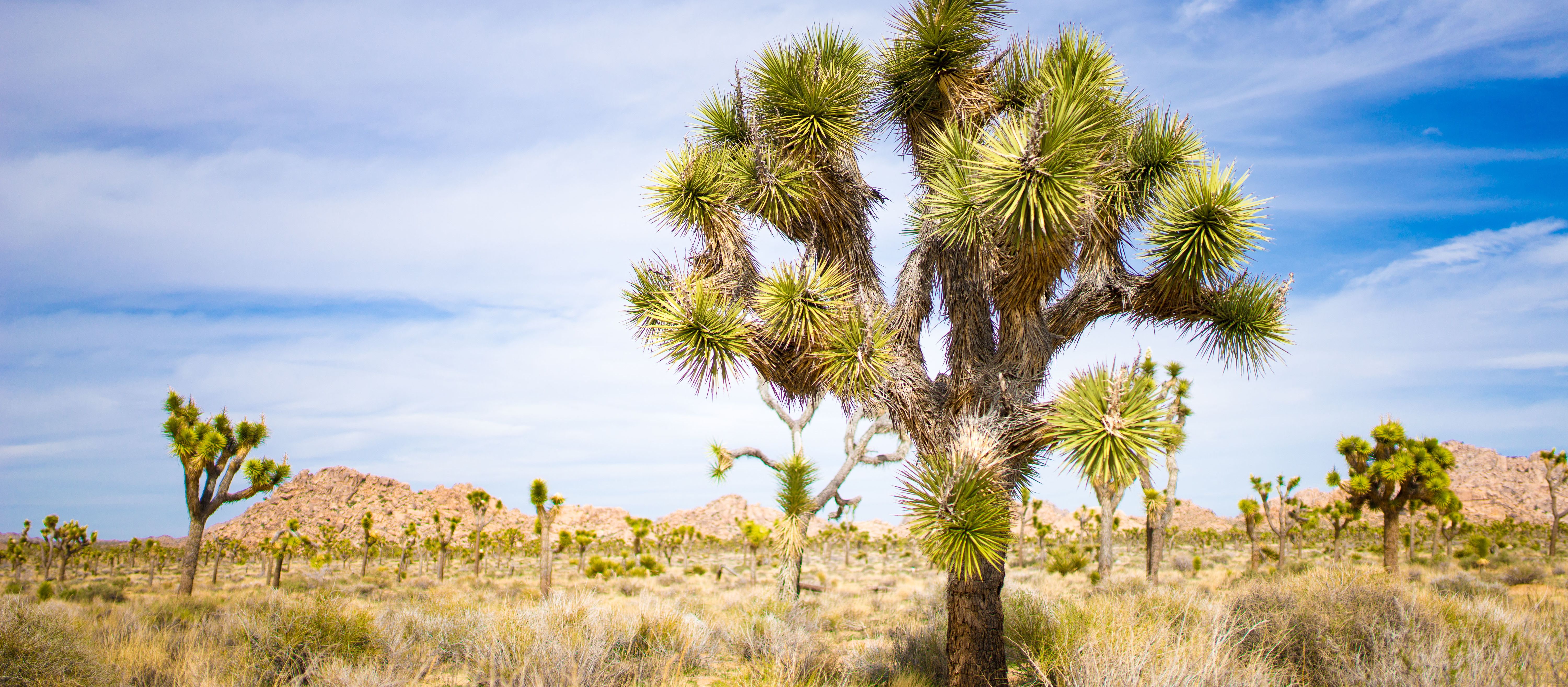 Jetzt den Joshua Tree Kalifornien erkunden  CANUSA