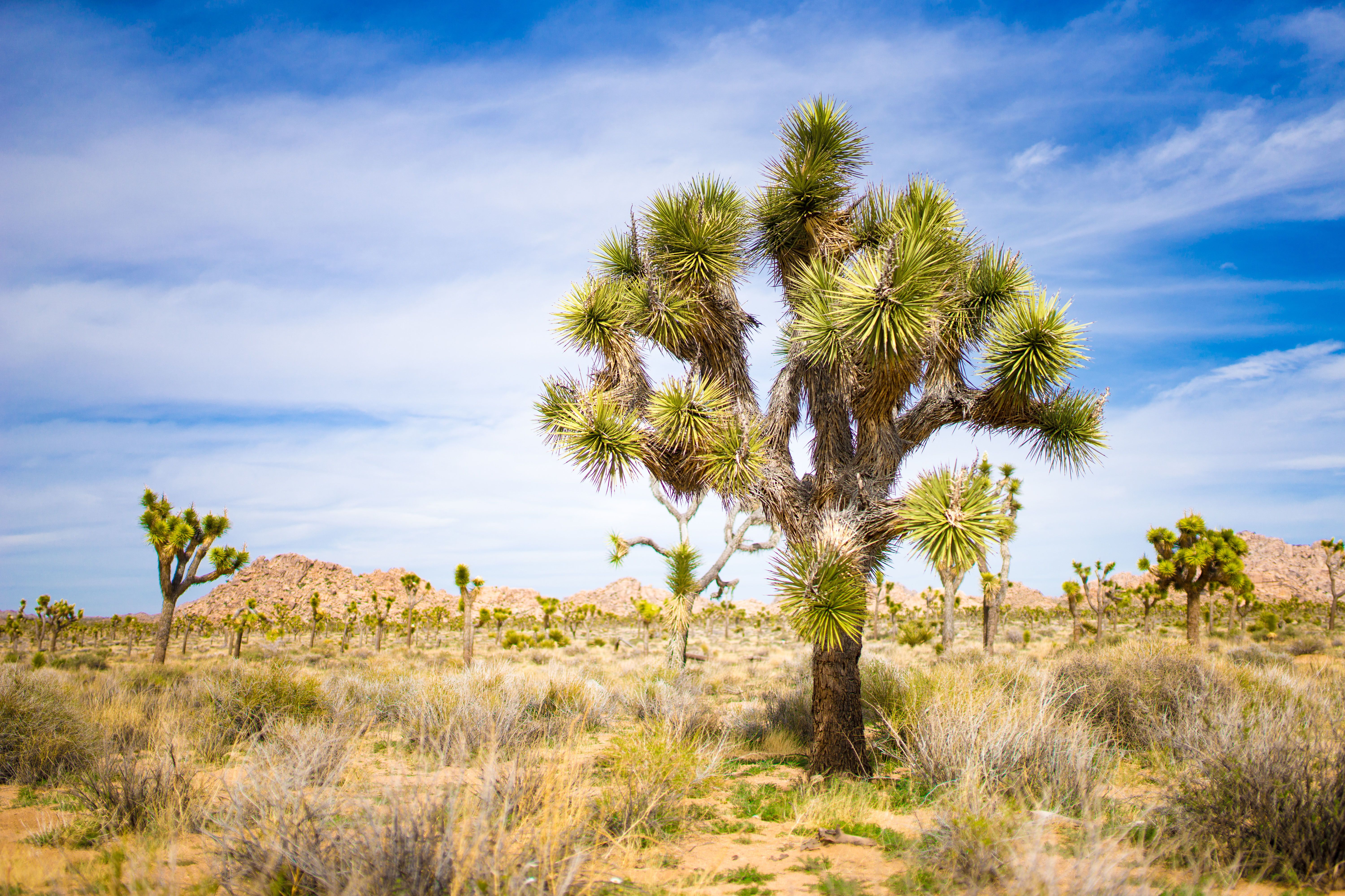 Joshua Tree National Park, Kalifornien