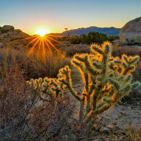 Idyllische Landschaft im Joshua Tree Nationalpark