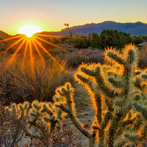 Idyllische Landschaft im Joshua Tree Nationalpark