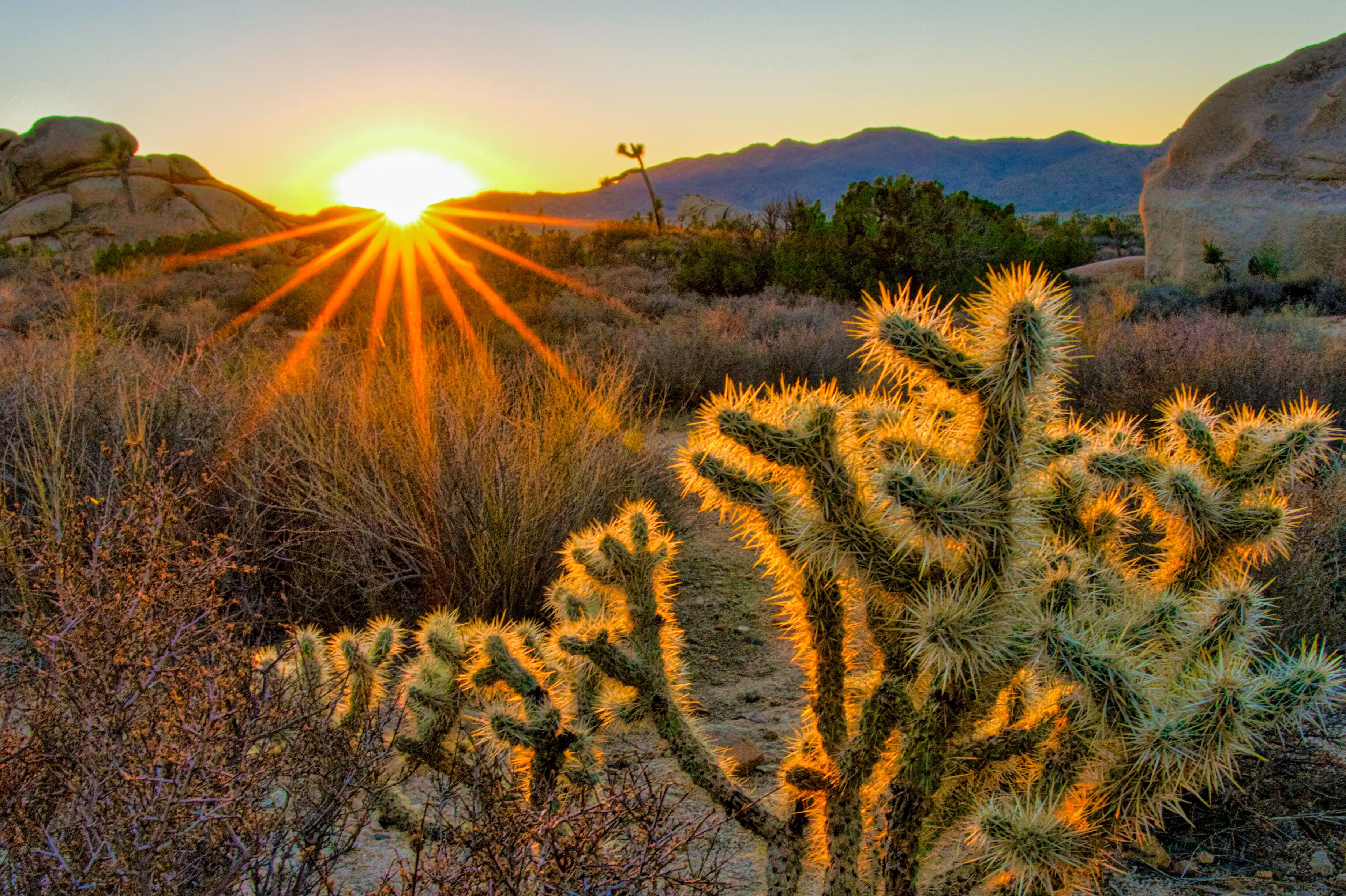 Idyllische Landschaft im Joshua Tree Nationalpark