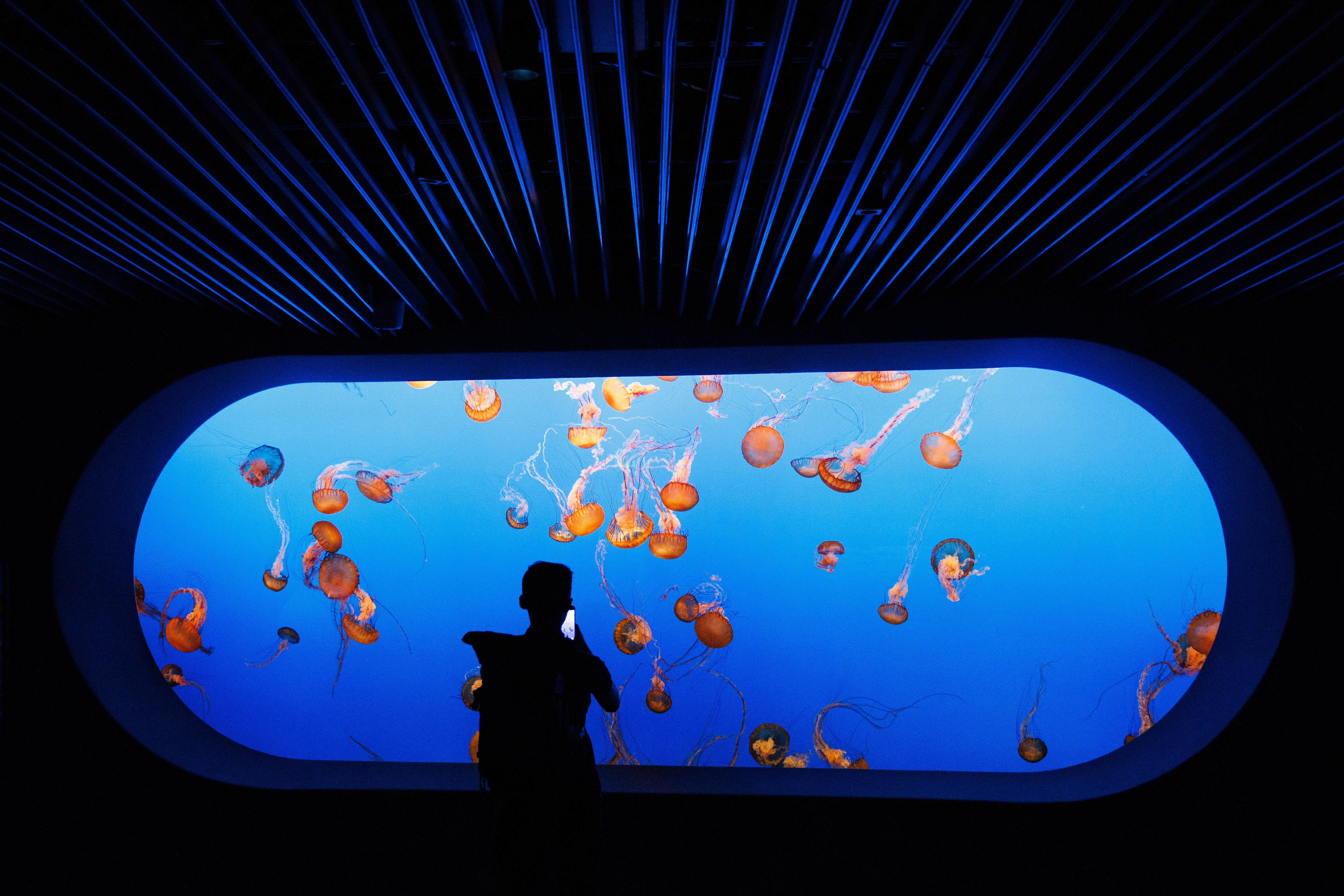 Magische Begegnungen im Monterey Bay Aquarium