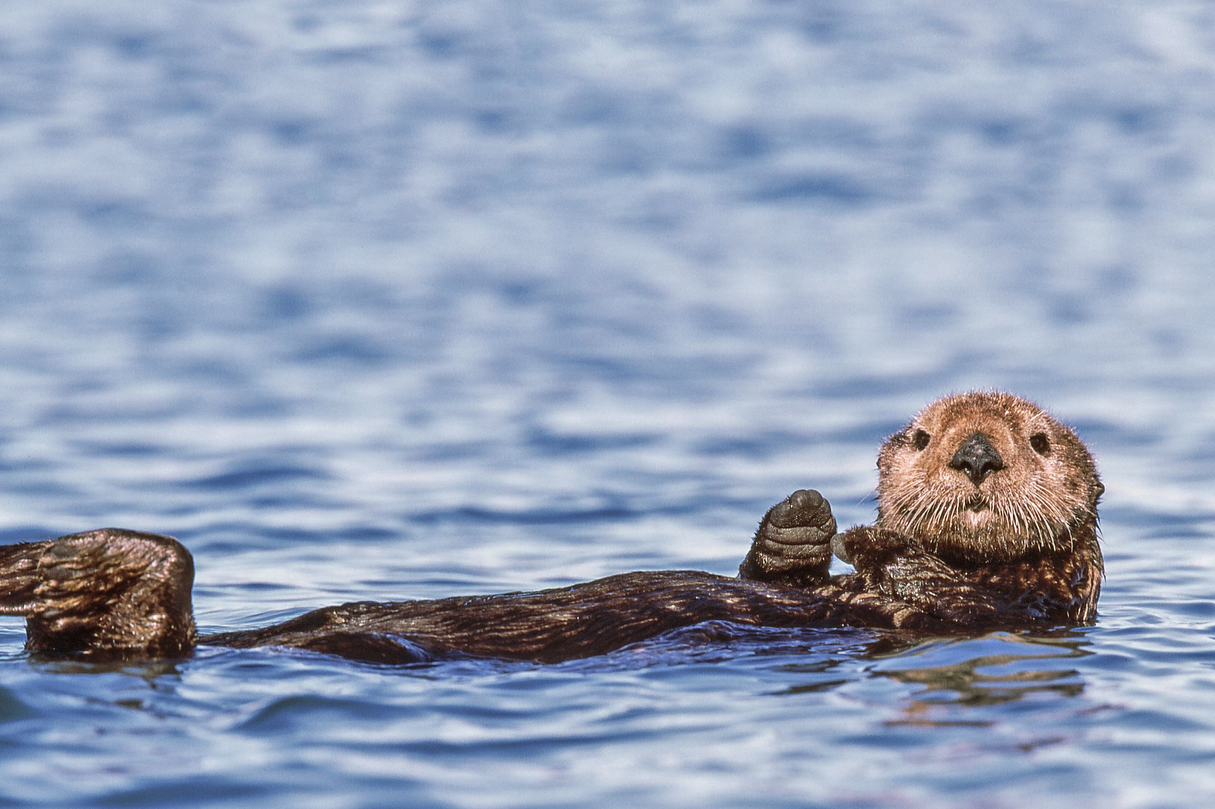 Ein Seeotter an der KÃ¼ste von Monterey