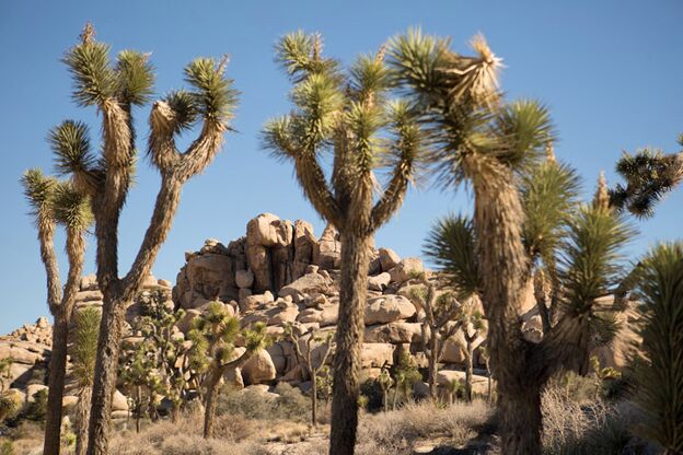 Joshua Tree National Park Joshua Tree National Park