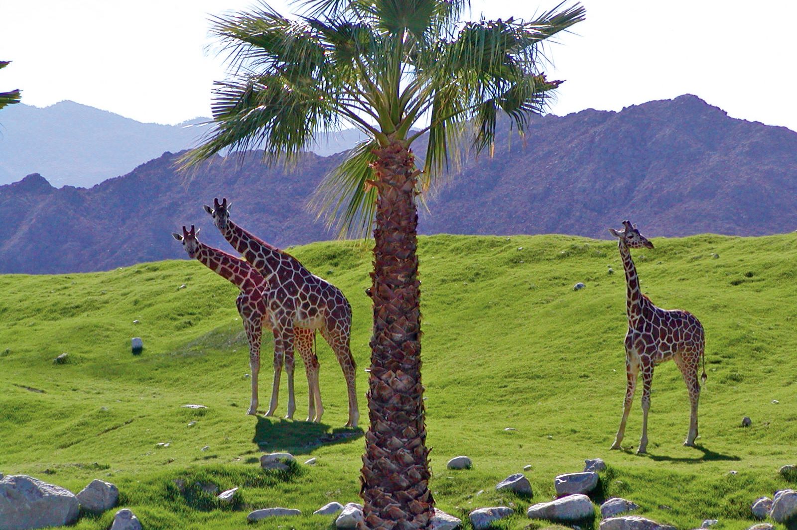 Palm Springs Living Desert