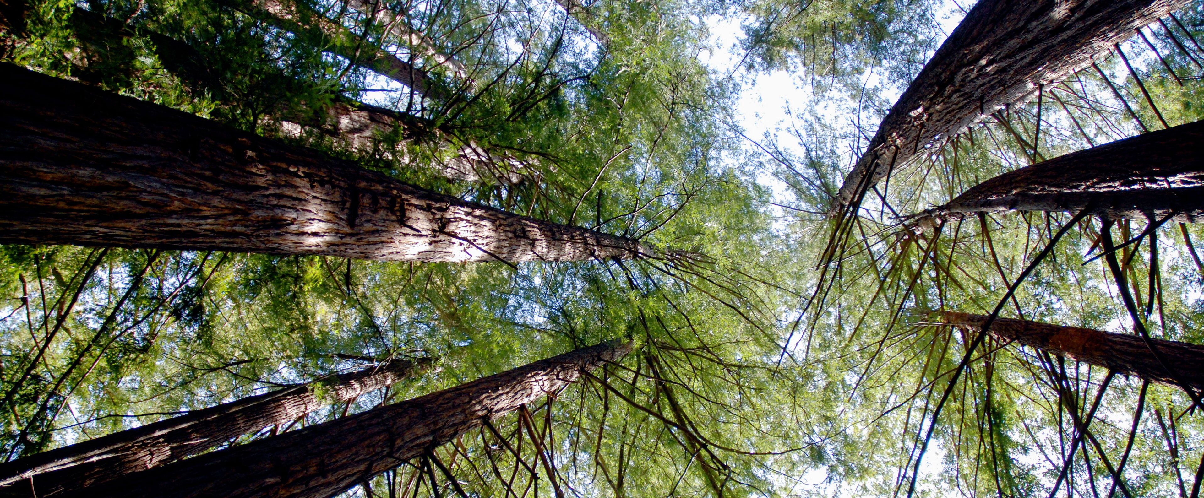 Baumkrone im Pfeiffer Big Sur State Park in Kalifornien