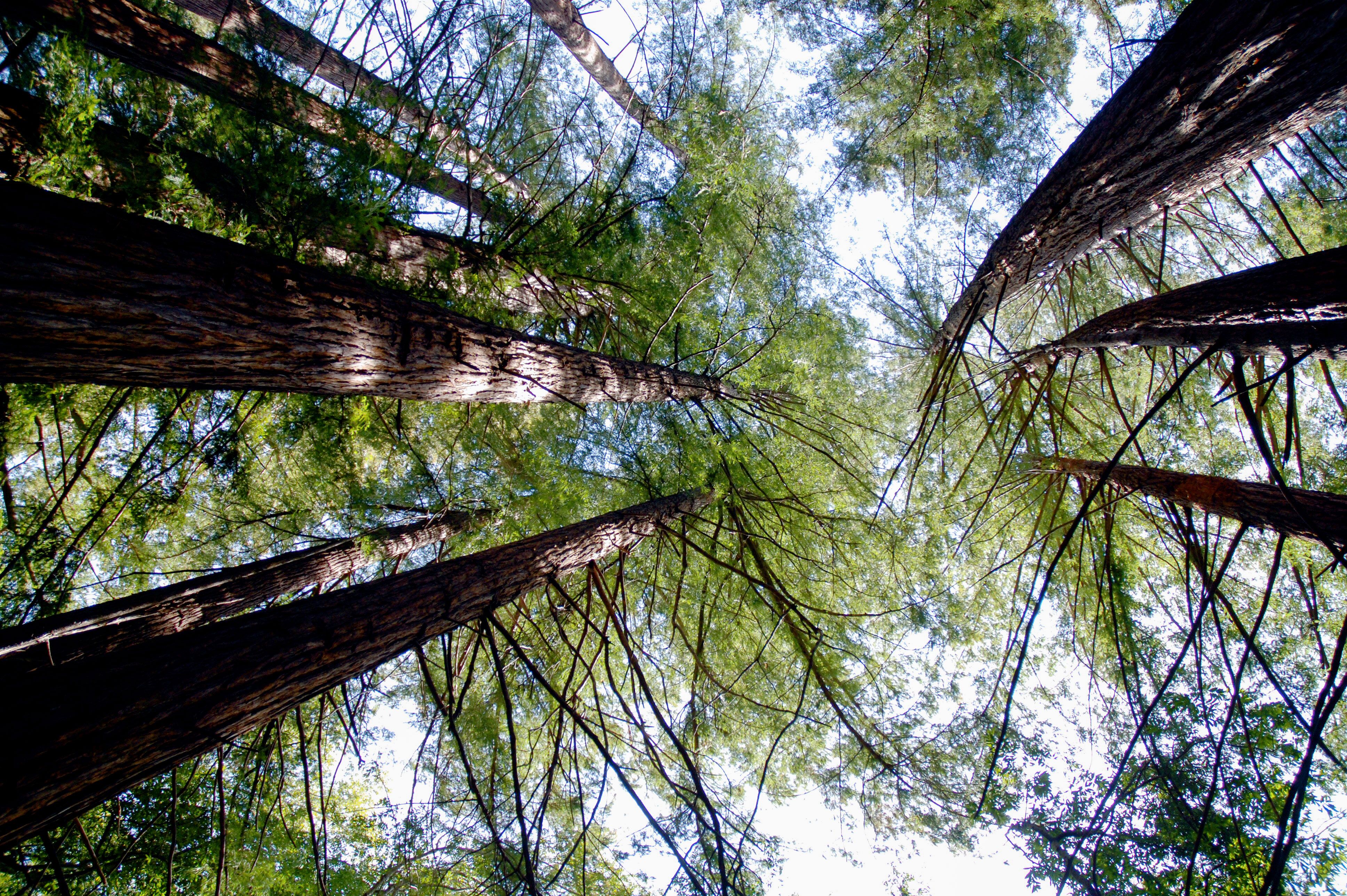 Baumkrone im Pfeiffer Big Sur State Park in Kalifornien