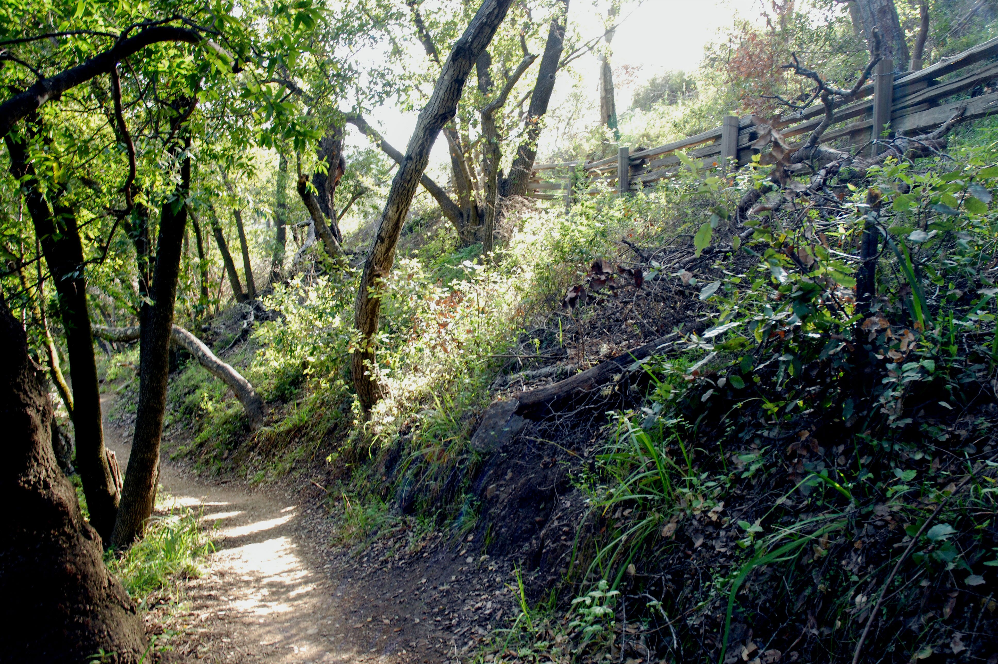 Verwunschener Wald im Pfeiffer Big Sur State Park in Kalifornien