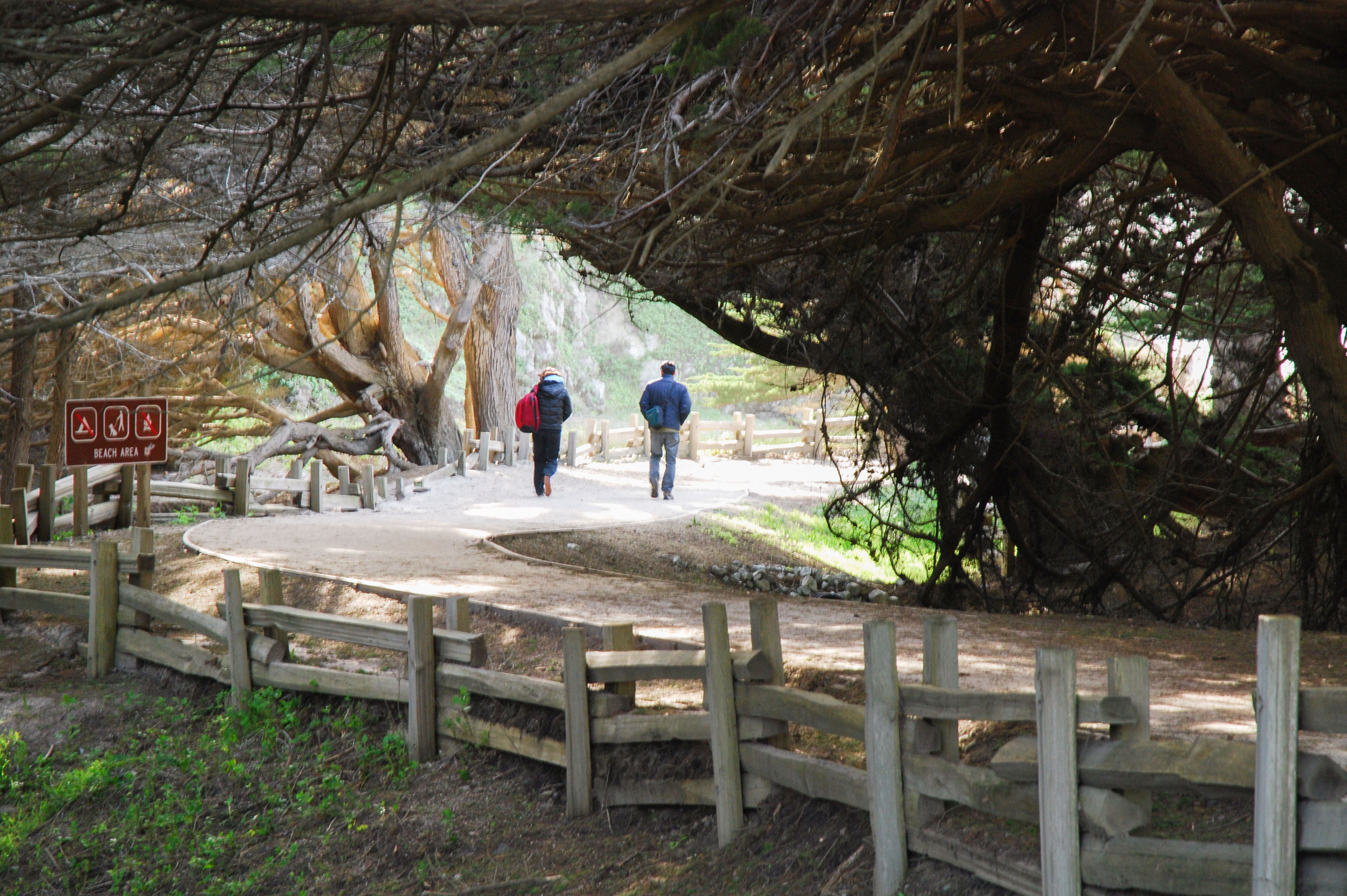 Wanderwege unterhalb großer Bäume im Pfeiffer Big Sur State Park in Kalifornien