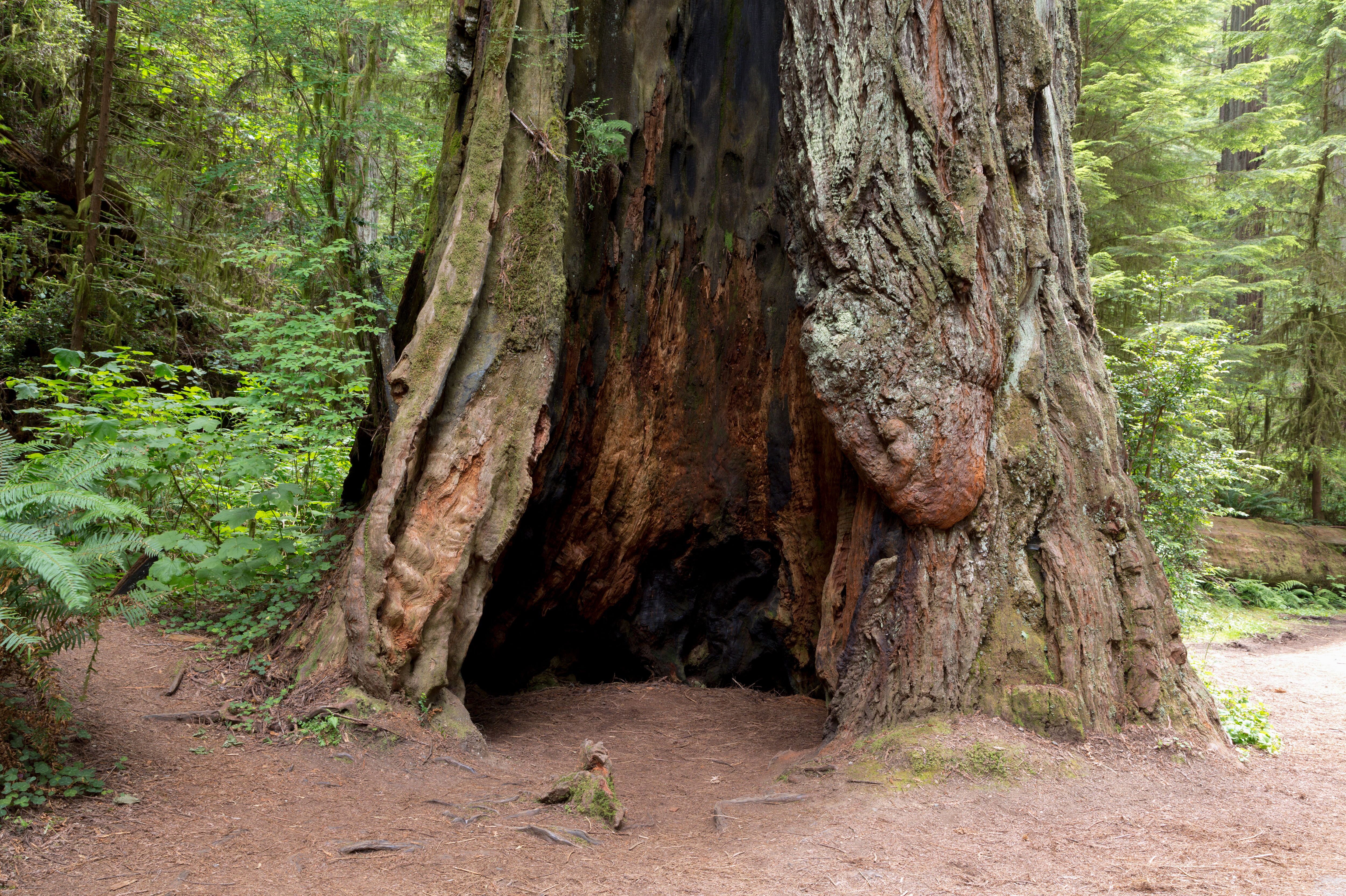 Baumhöhle eines alten Sequoia Baums im Redwood National Park Baumhöhle eines alten Sequoia Baums im Redwood National Park