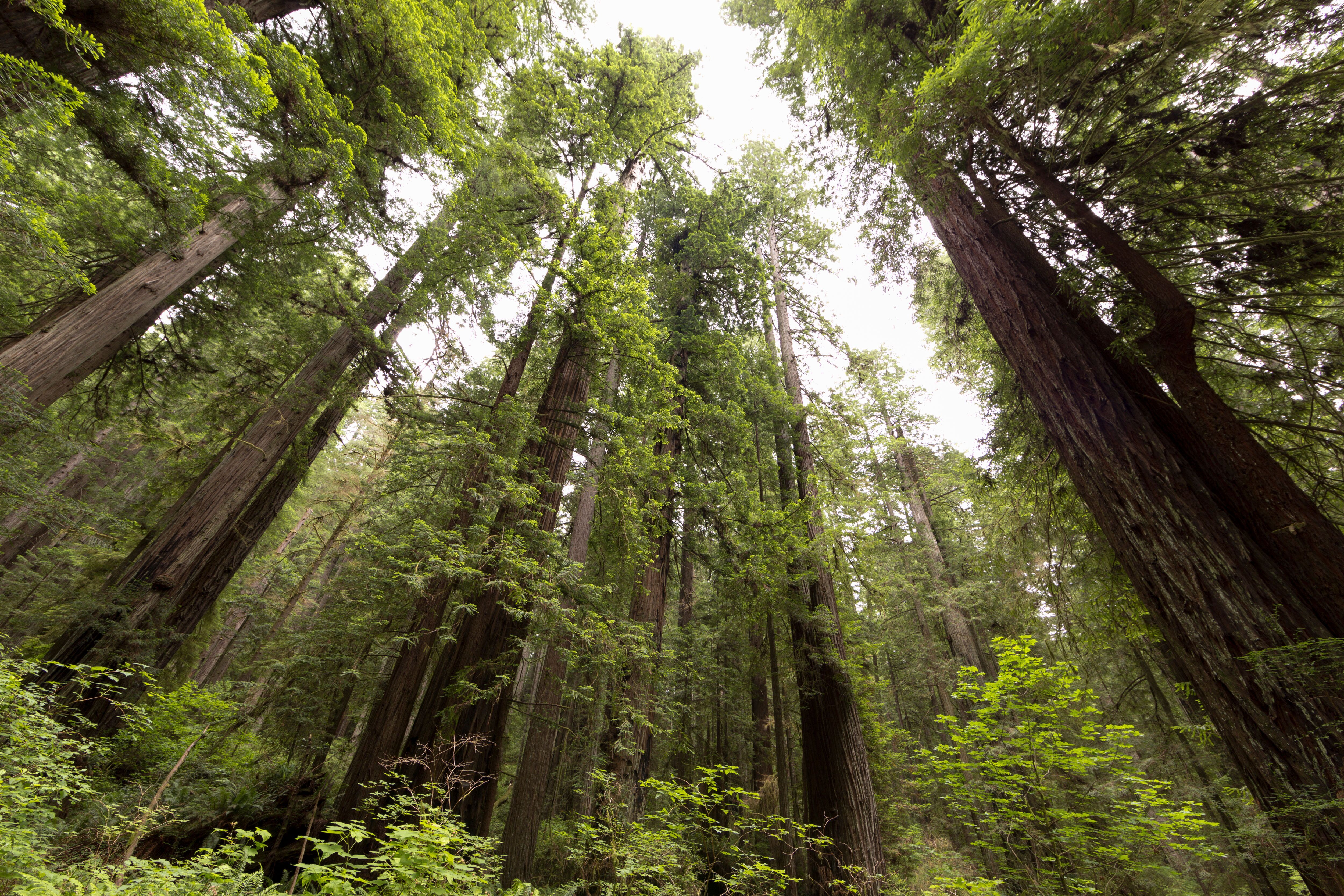 Baumkronen der Mammutbäume im Redwood National Park Baumkronen der Mammutbäume im Redwood National Park