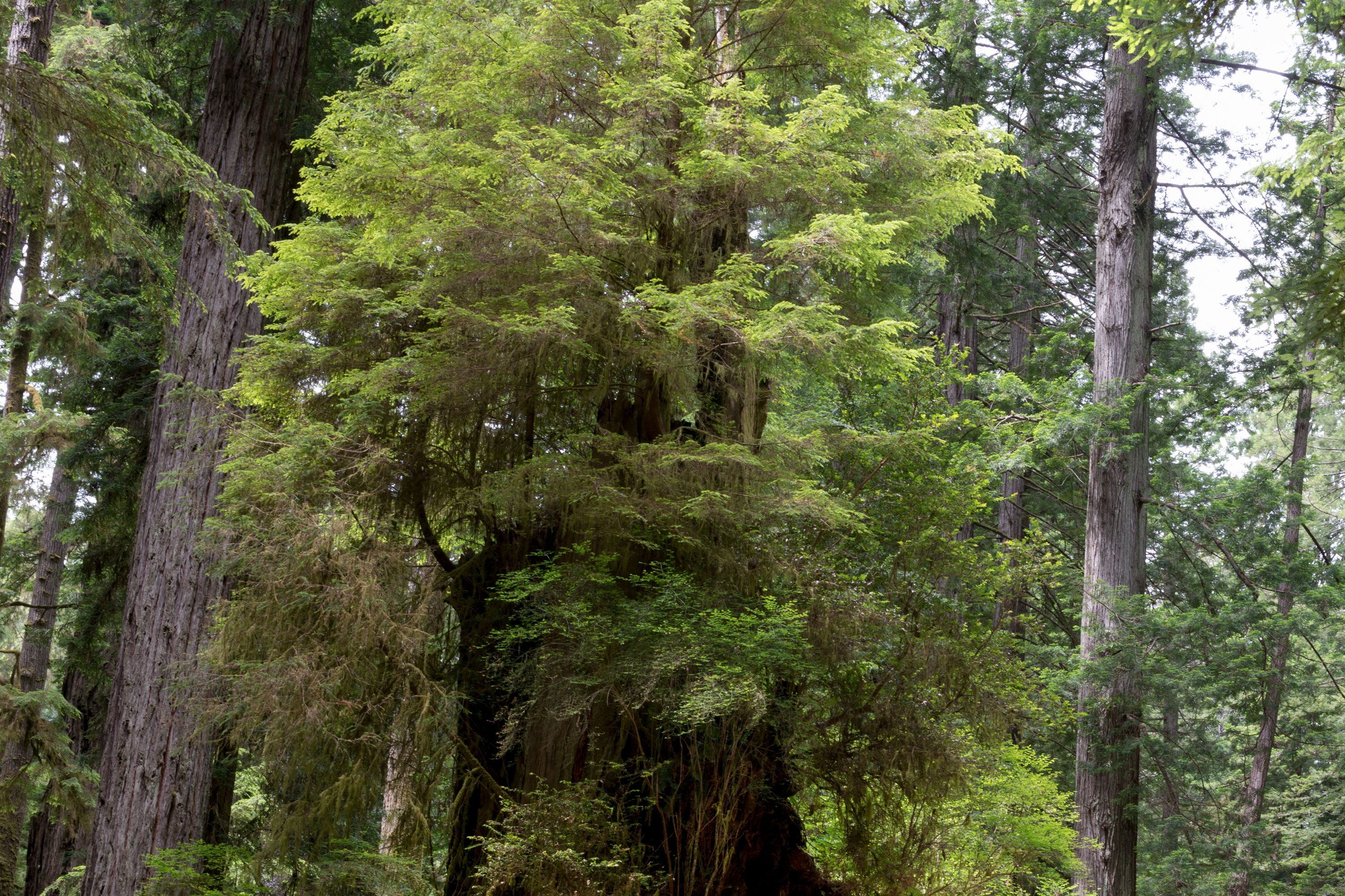 Faszinierender Candelabra-Mammutbaum im Redwood National Park Faszinierender Candelabra-Mammutbaum im Redwood National Park