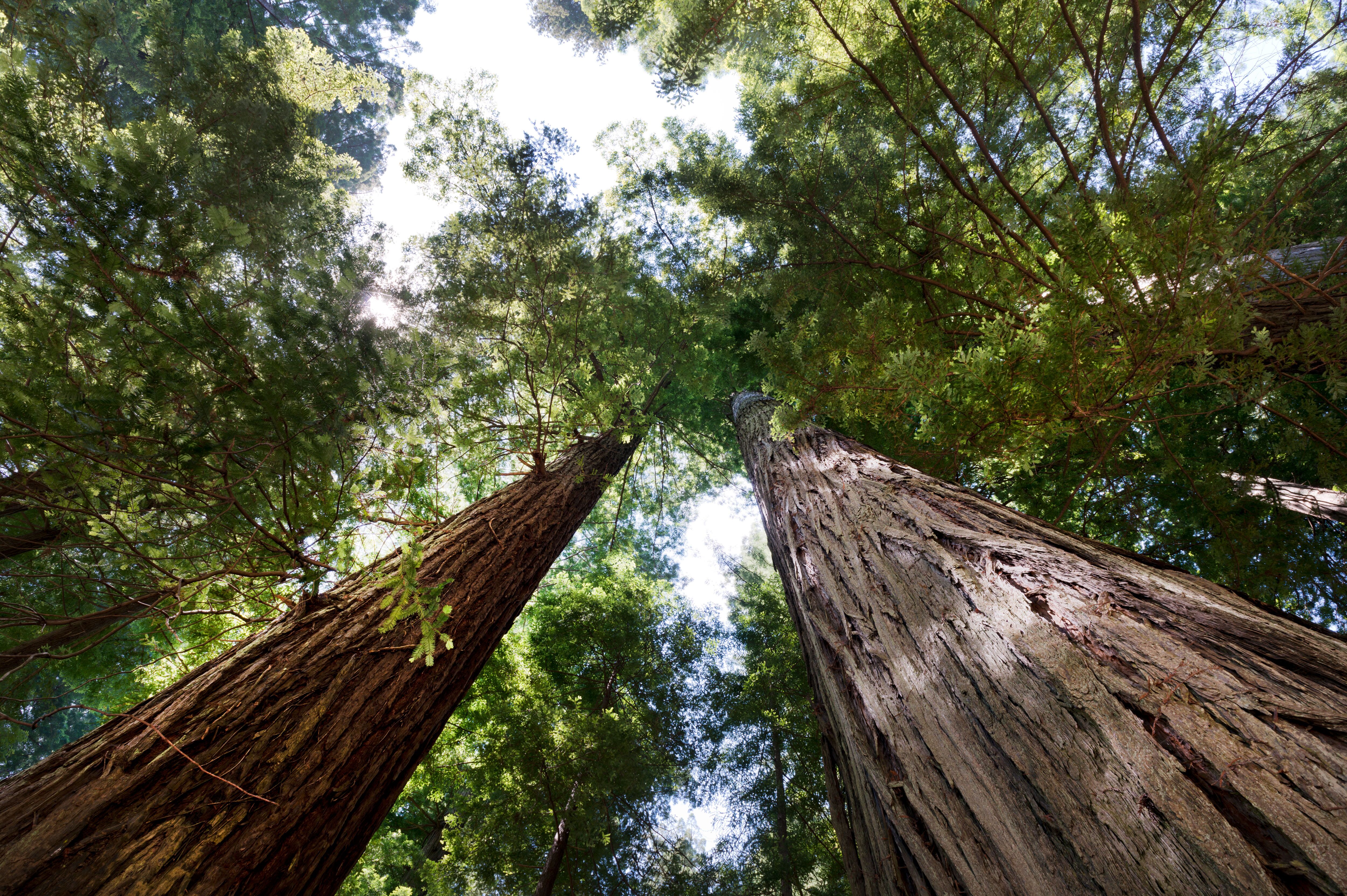Blick in die hohen Baumwipfel des Redwood National Park Blick in die hohen Baumwipfel des Redwood National Park