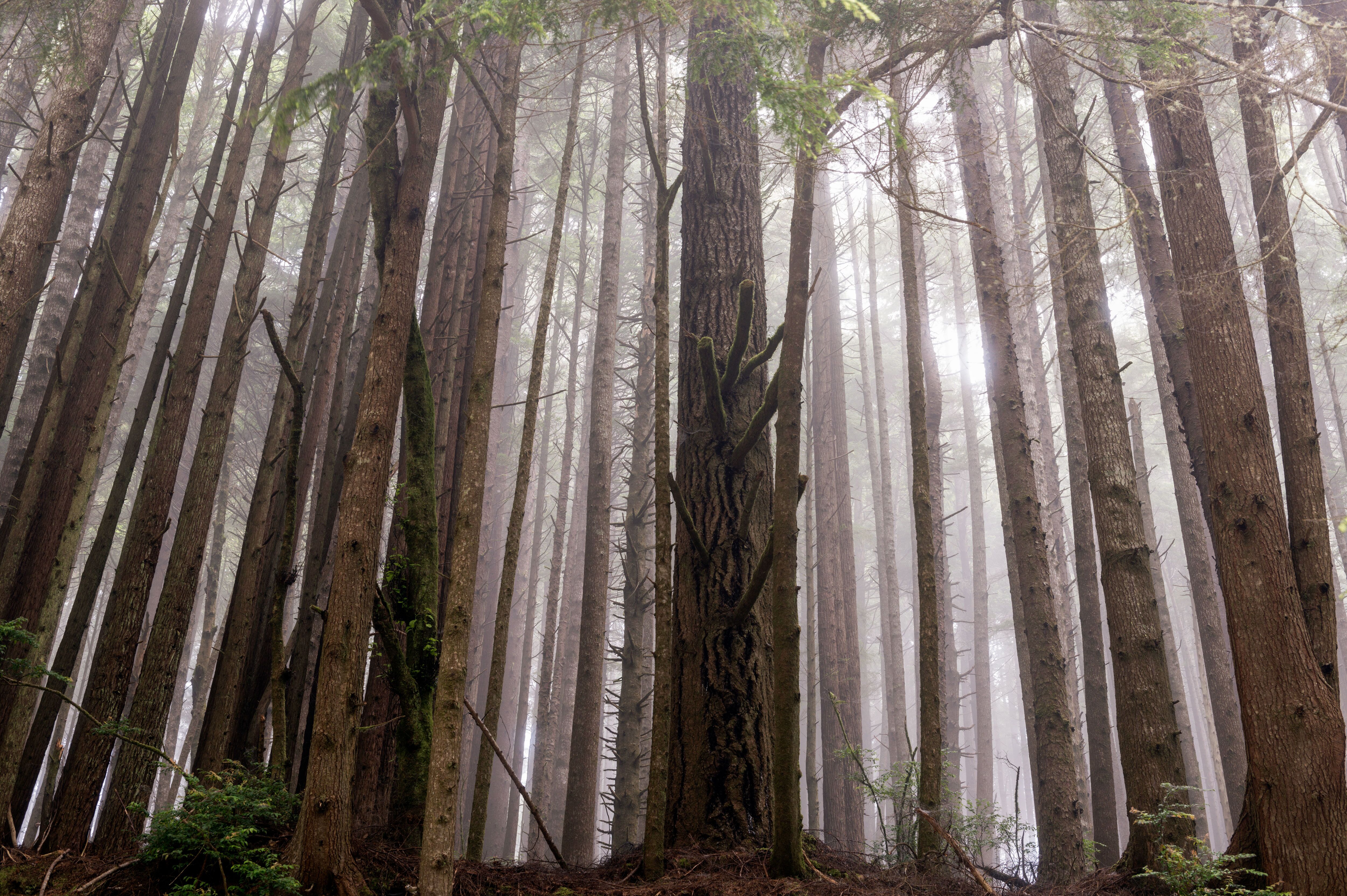 Von Nebel durchzogener Wald des Redwood National Parks Von Nebel durchzogener Wald des Redwood National Parks