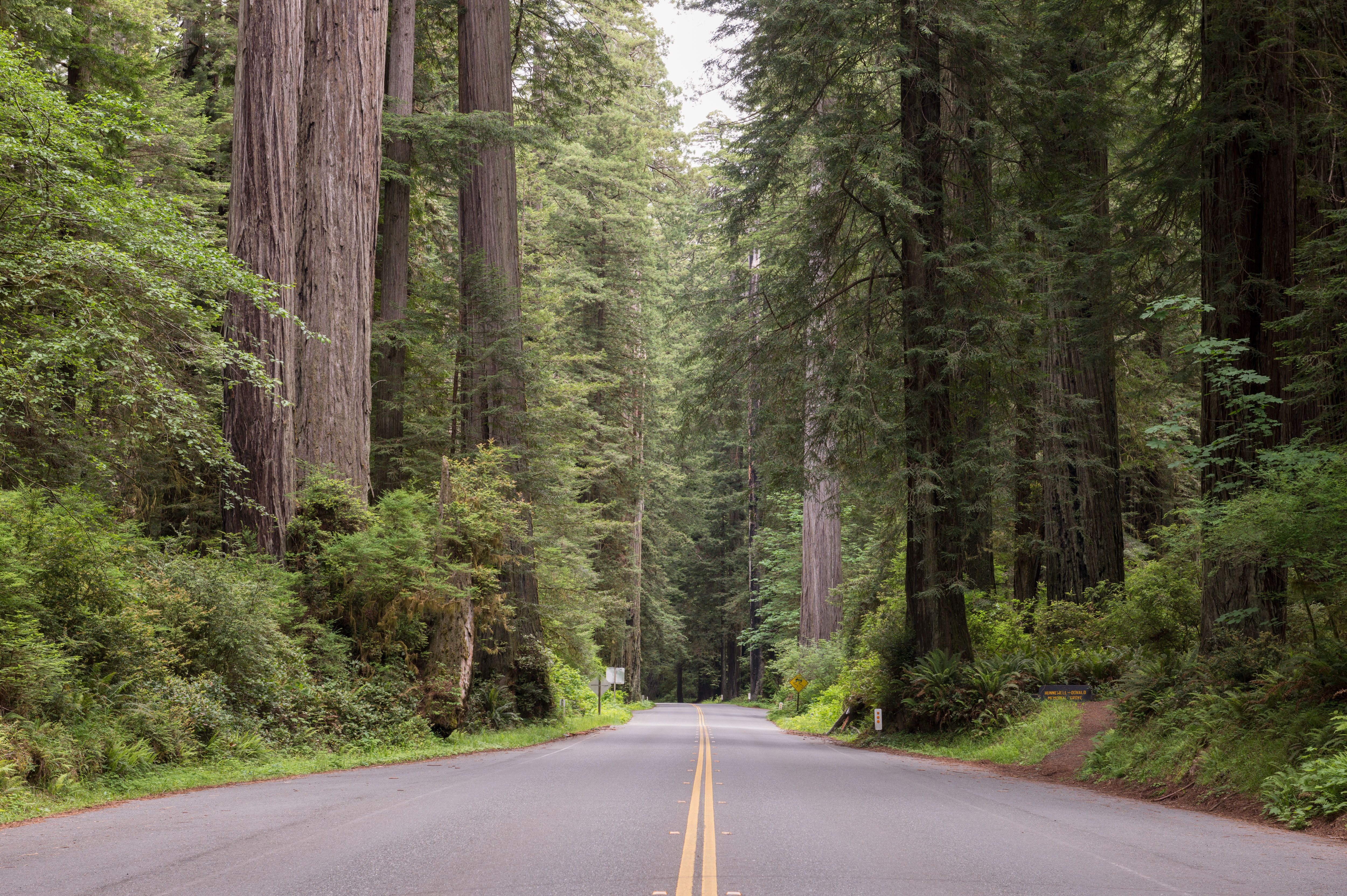 Panoramastrasse durch den Redwood National Park Panoramastrasse durch den Redwood National Park