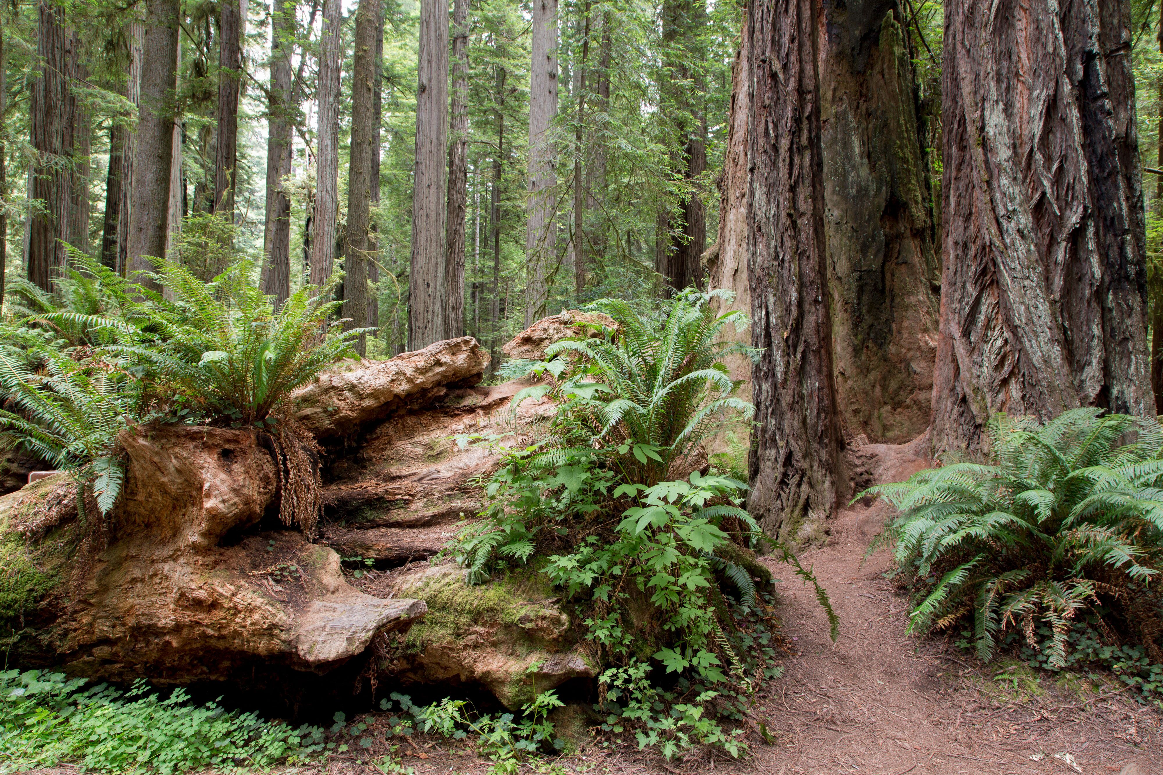 Riesenmammutbaum umgeben von Farnen und Moos im Redwood National Park Riesenmammutbaum umgeben von Farnen und Moos im Redwood National Park