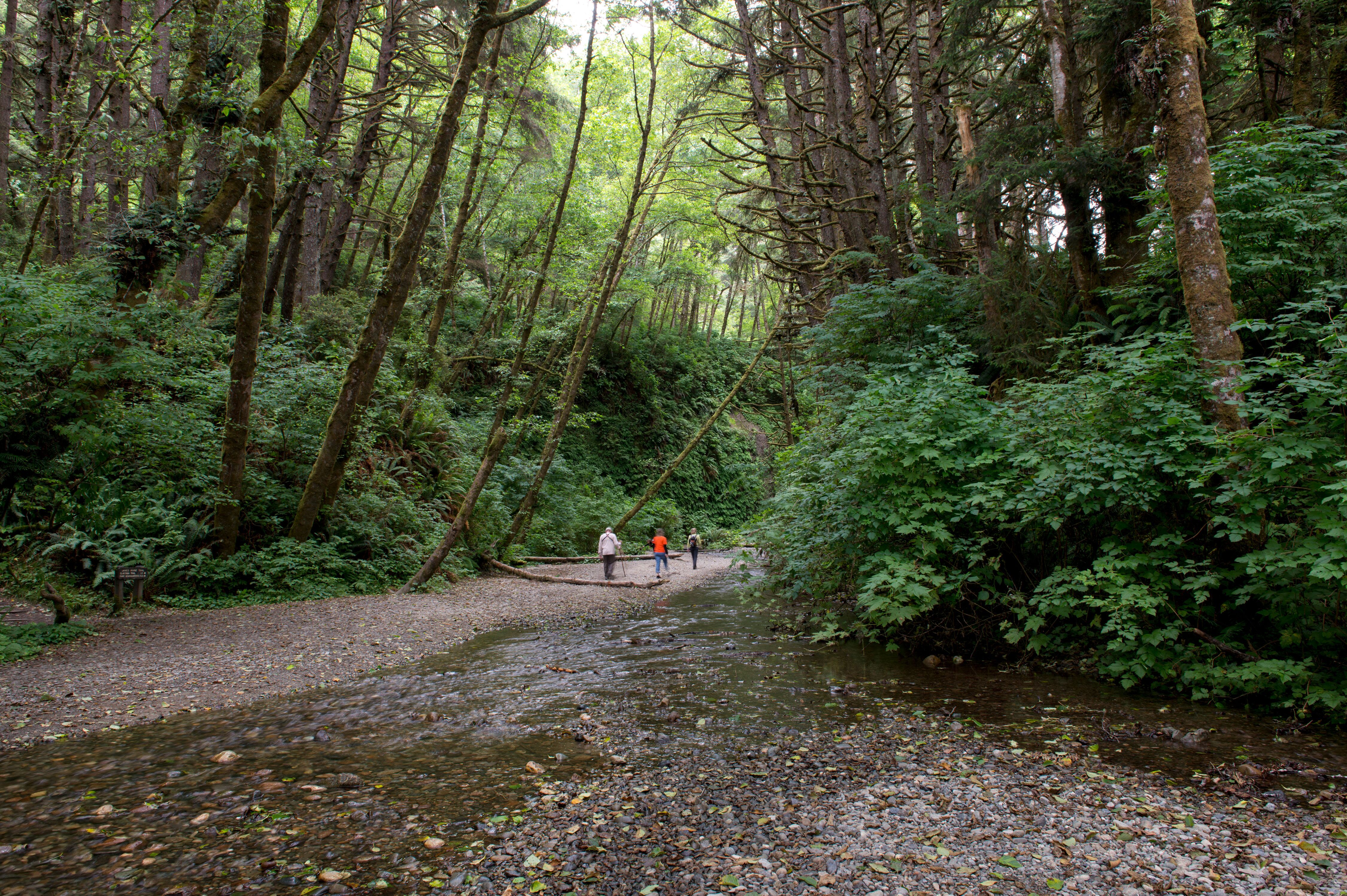 Slackline Vorführung im Redwood National Park Slackline Vorführung im Redwood National Park