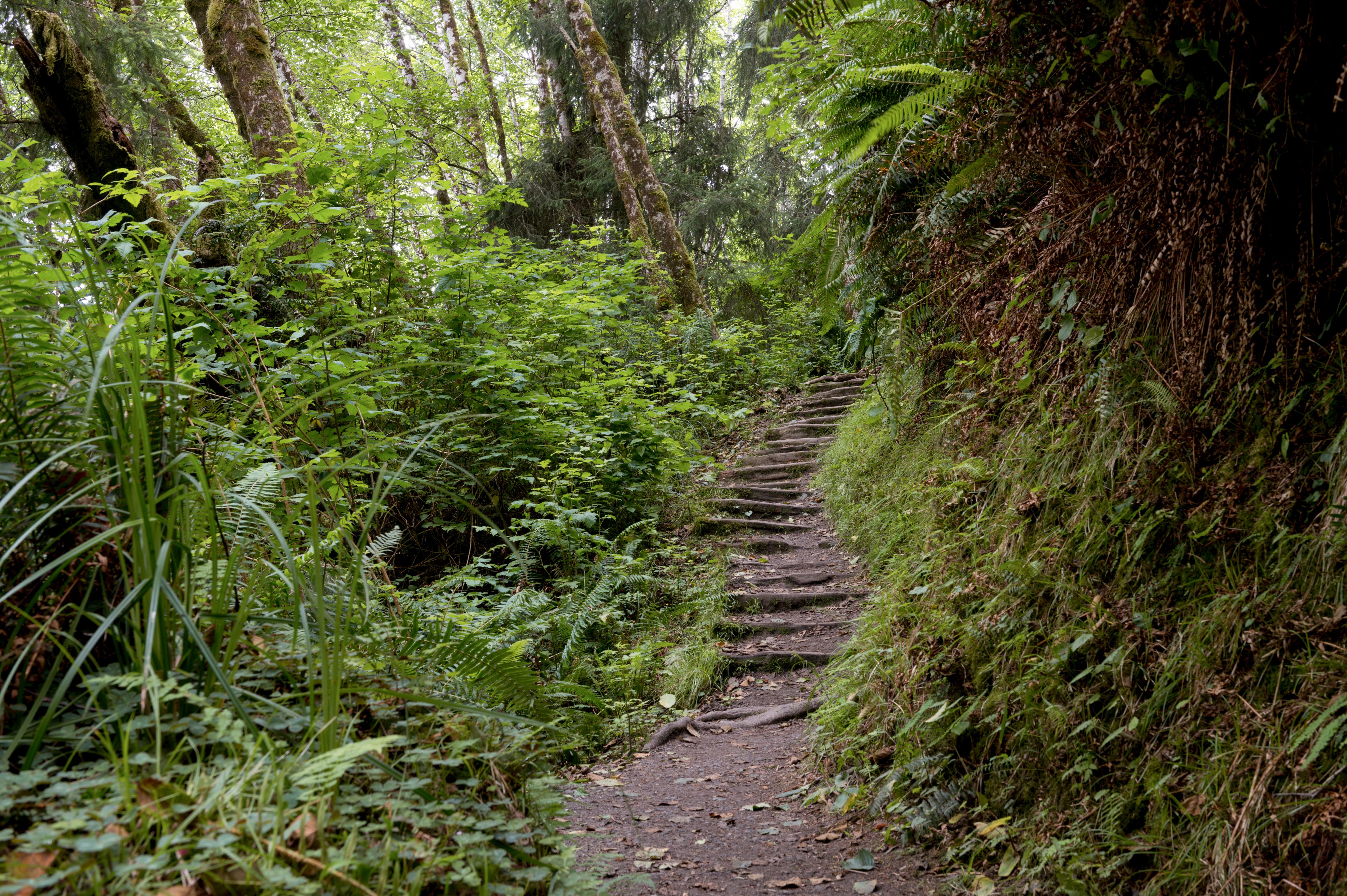 Traumhafter Wanderweg im Redwood National Park Traumhafter Wanderweg im Redwood National Park