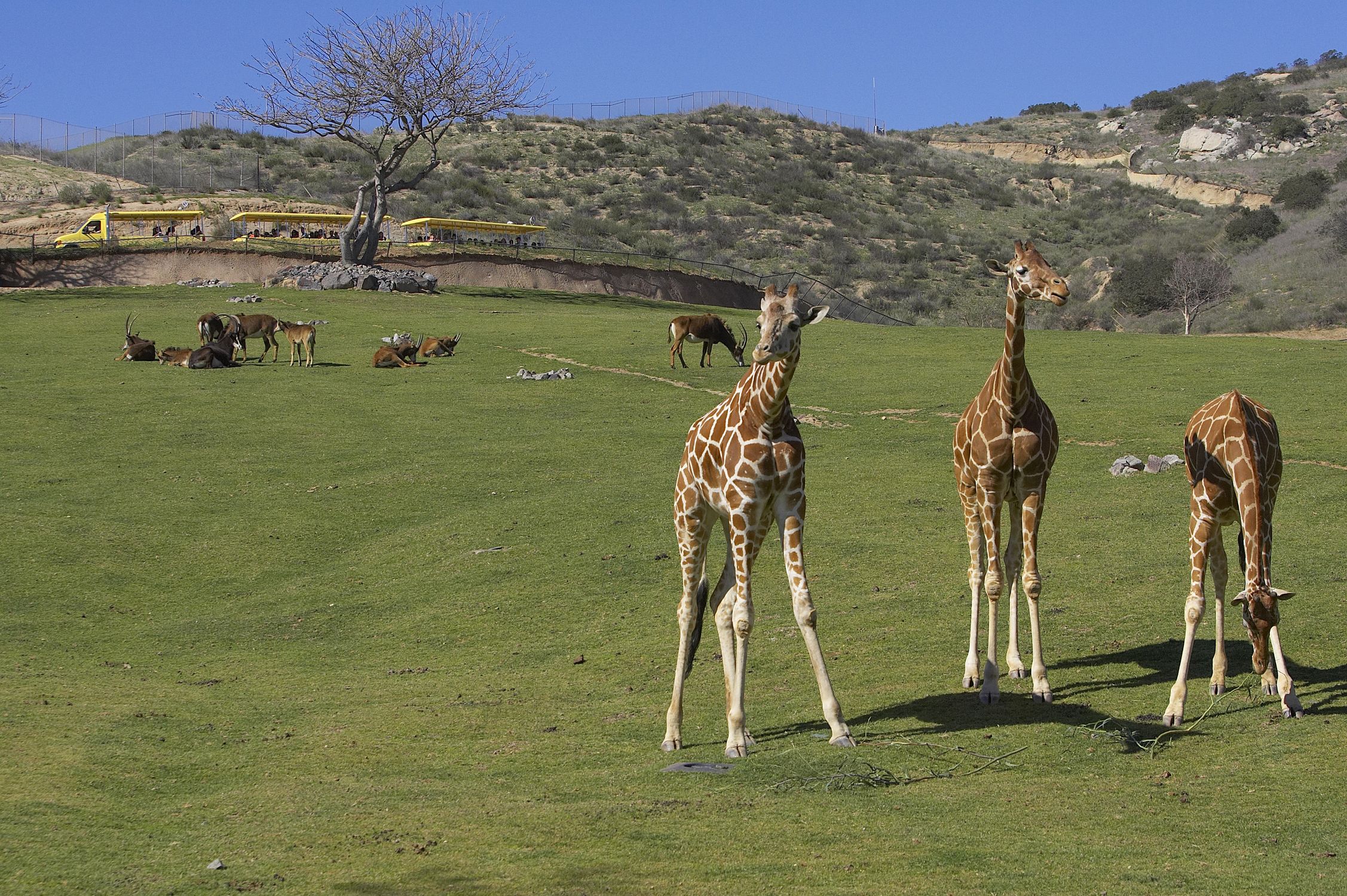 Giraffen des San Diego Zoo Safari Parks