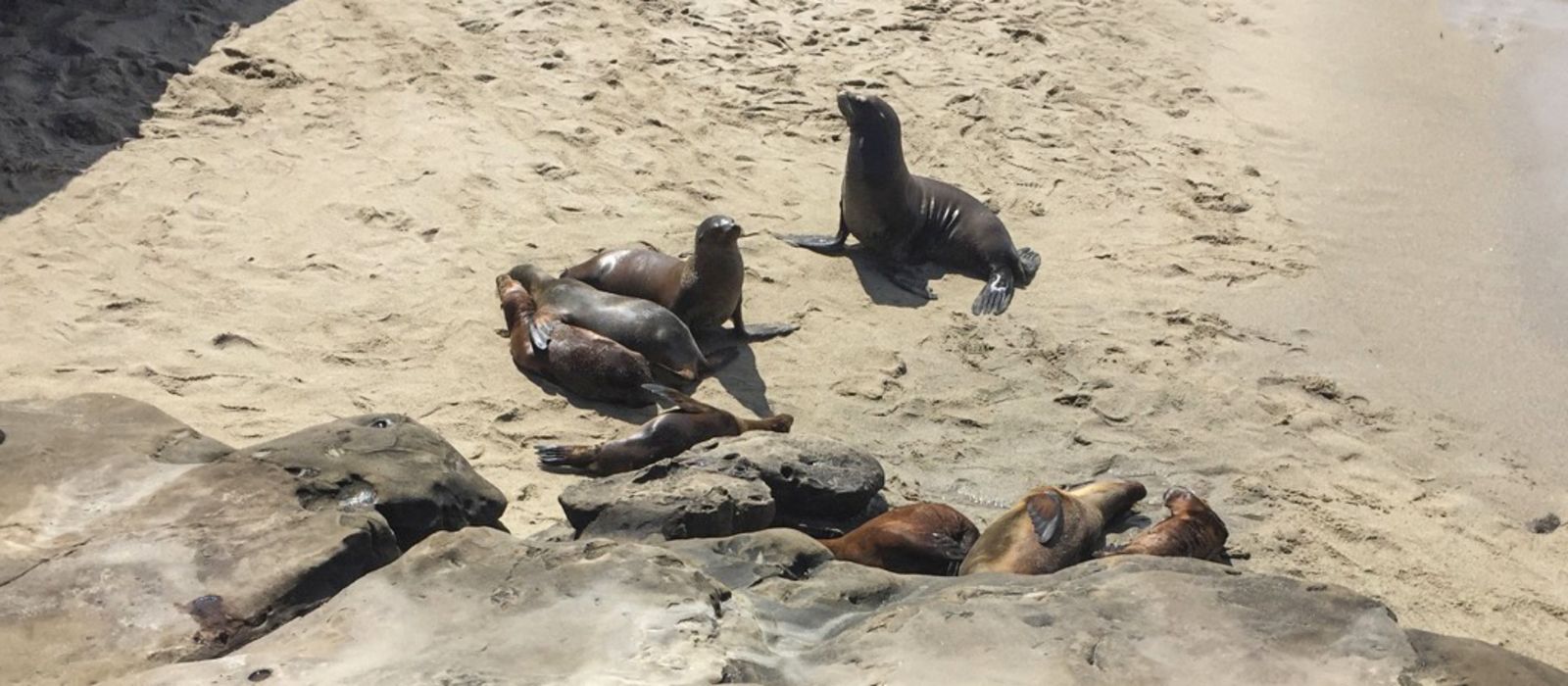 Seehunde am Strand von La Jolla