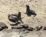 regionen/usa/suedwesten/kalifornien/san-diego/seehunde-la-jolla.cr1059x463-0x45 regionen/usa/suedwesten/kalifornien/san-diego/seehunde-la-jolla.cr1059x463-0x45