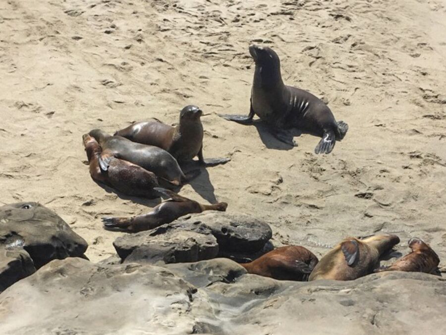 Seehunde am Strand von La Jolla