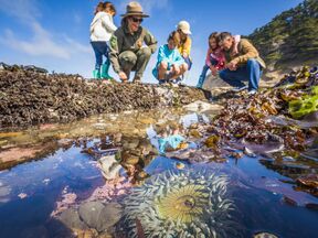 Eine Familie bestaunt die Gezeitenbecken im Fitzgerald Marine Reserve in Moss Beach, Kalifornien