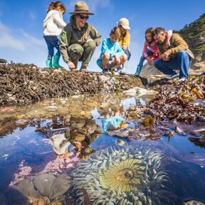 Eine Familie bestaunt die Gezeitenbecken im Fitzgerald Marine Reserve in Moss Beach, Kalifornien
