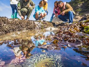 Eine Familie bestaunt die Gezeitenbecken im Fitzgerald Marine Reserve in Moss Beach, Kalifornien