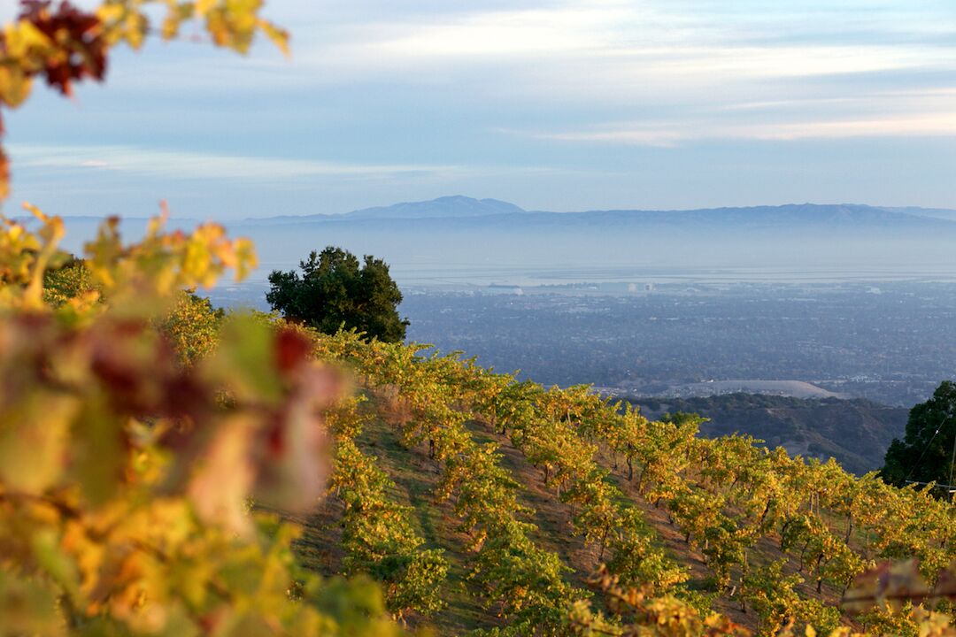 Ein Weinberg im Herbst in San JosÃ©