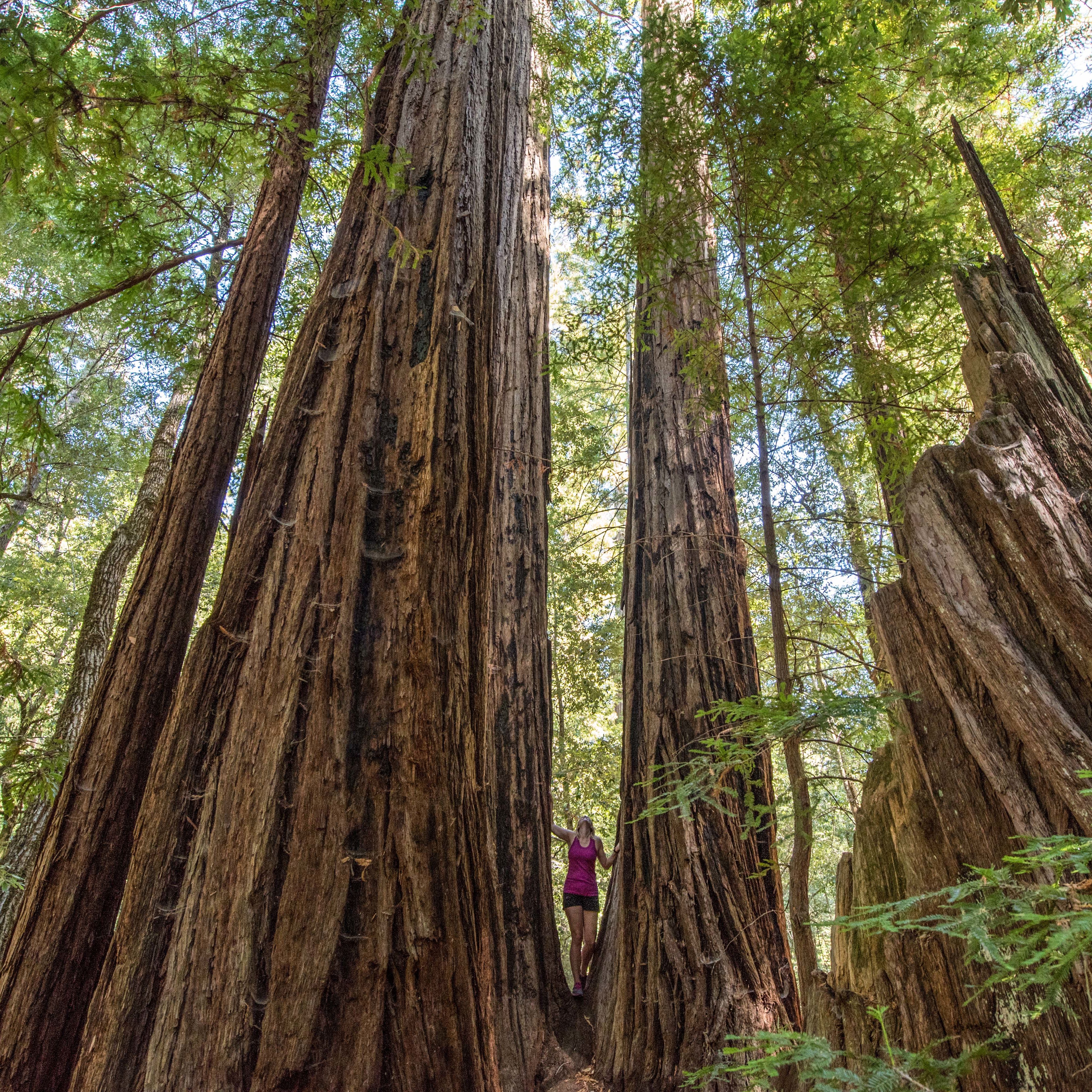 Big Basin Redwoods State Park in San JosÃ©