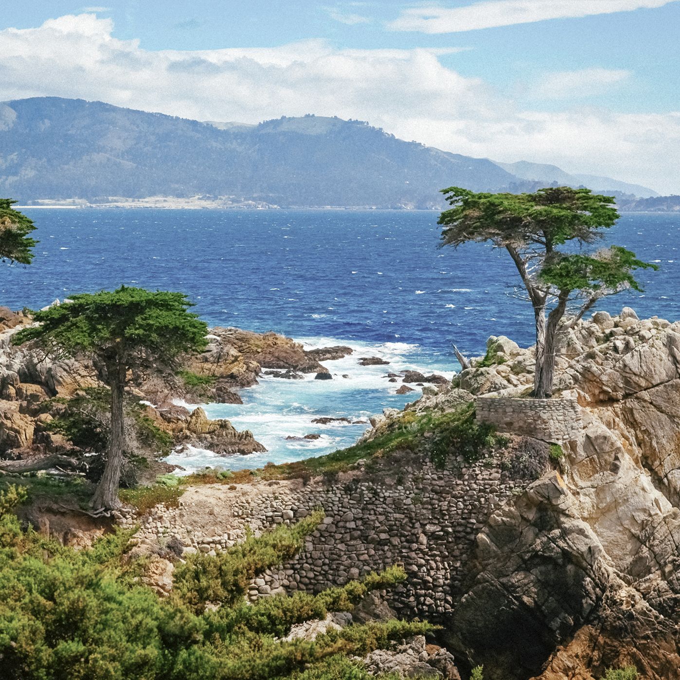 Die "Lone Cypress" am 17-Mile Drive an der Küste von Monterey