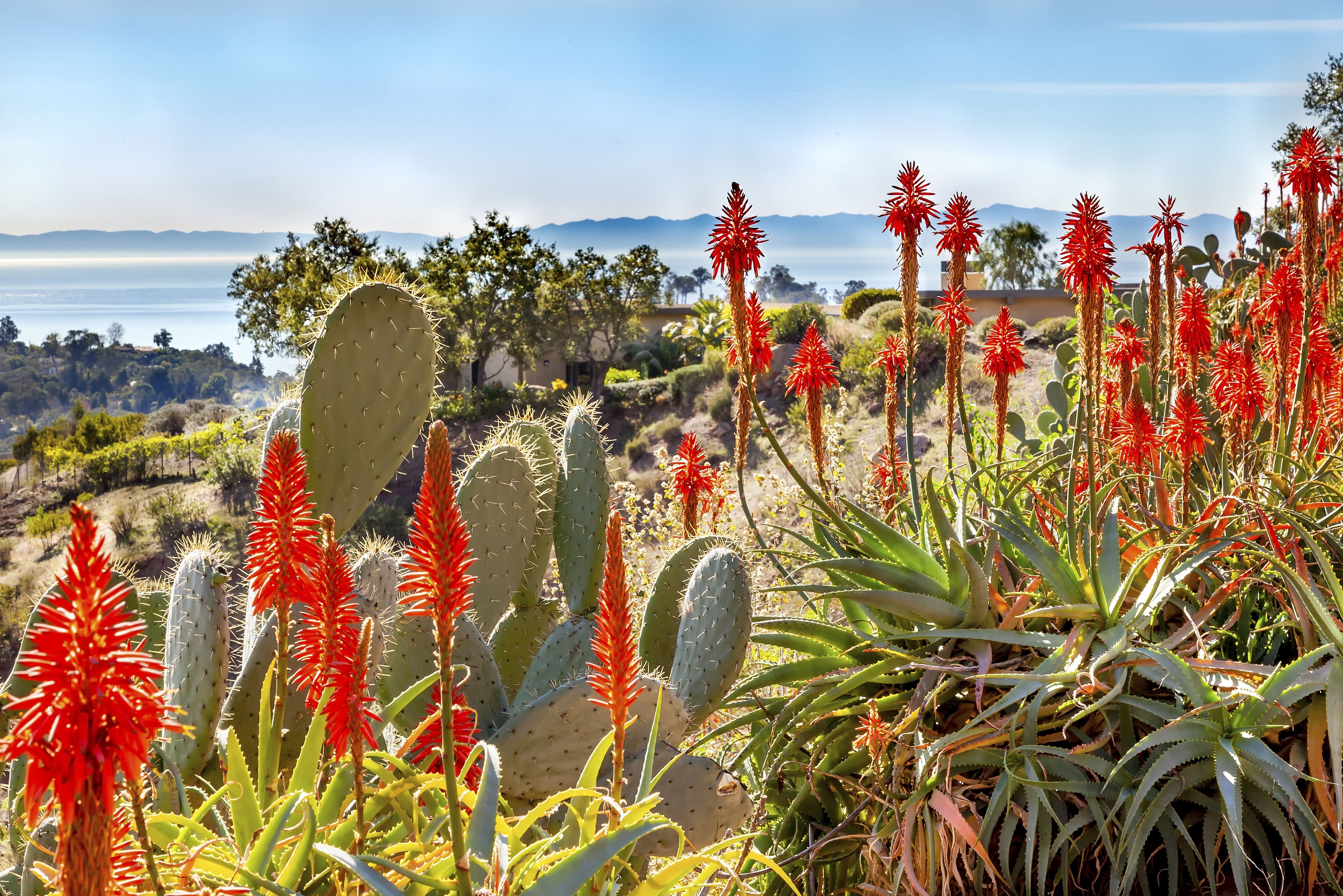 Kaktusfeigen am pazifischen Ozean, Santa Barbara, Kalifornien