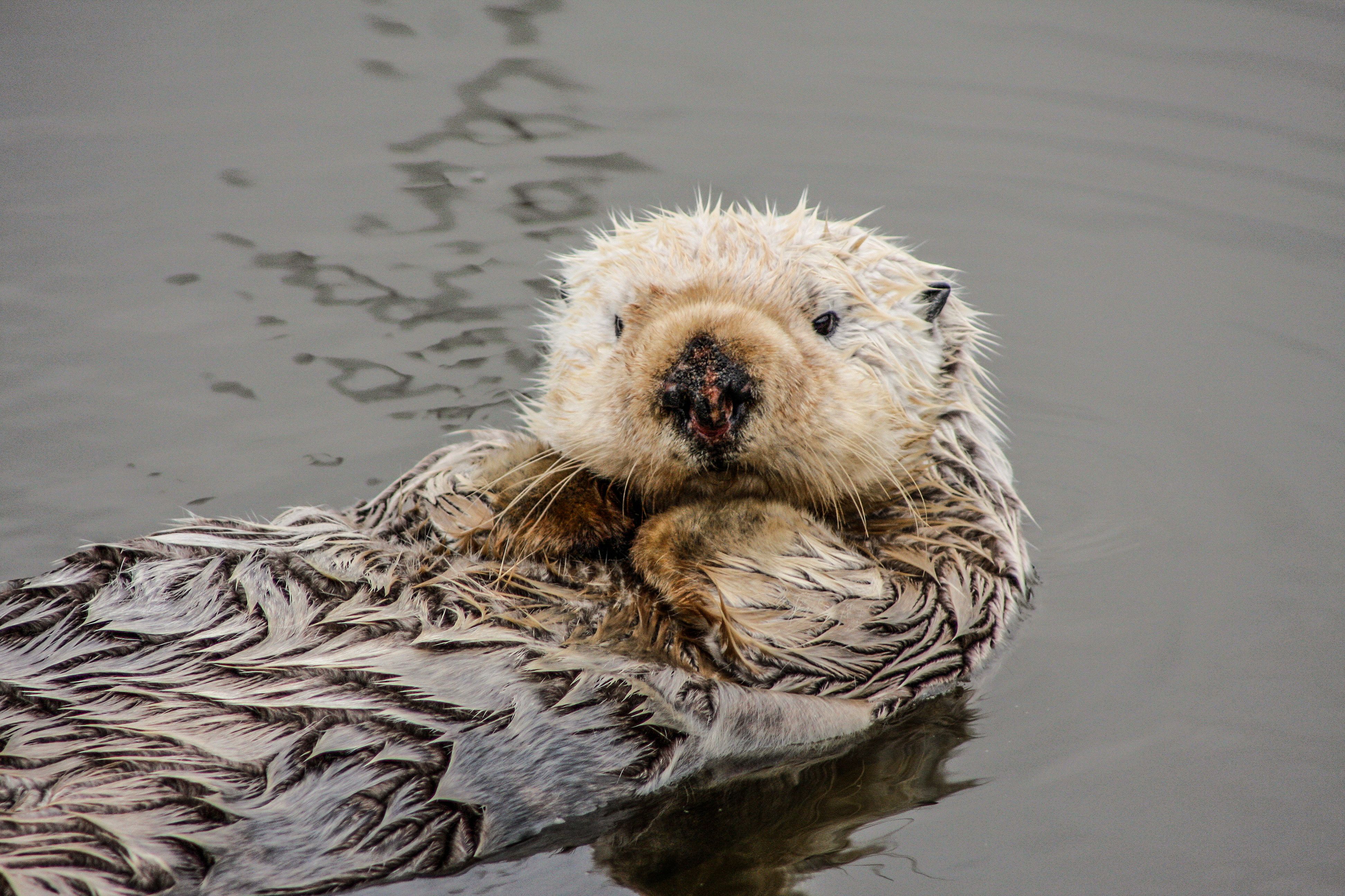 Die Santa Cruz Wharf ist der perfekte Ort um Seeotter in ihrem natÃ¼rlichen Lebensraum zu beobachten