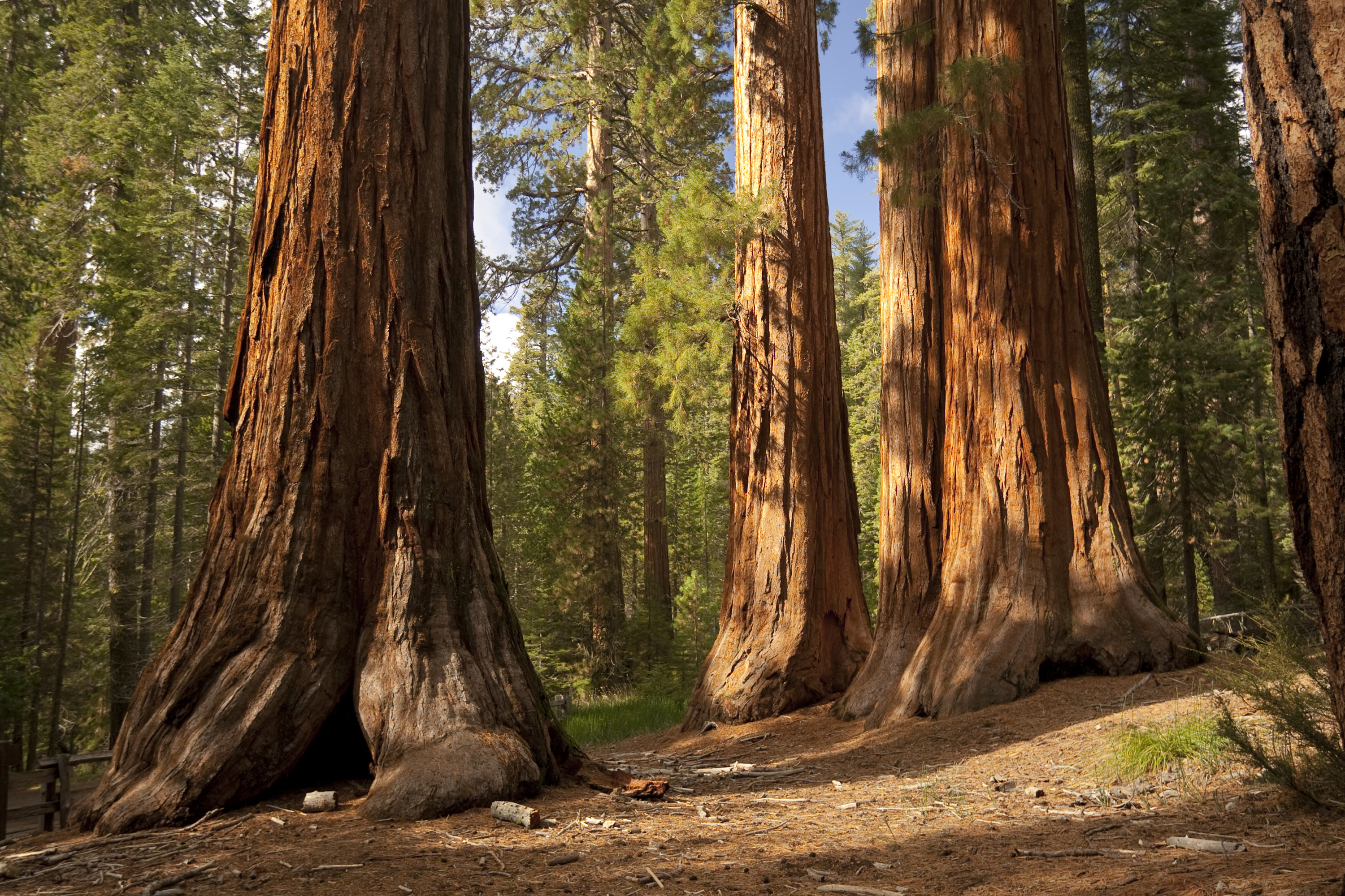 Blick auf gewaltige Baumstämme im Sequoia Nationalpark in Kalifornien