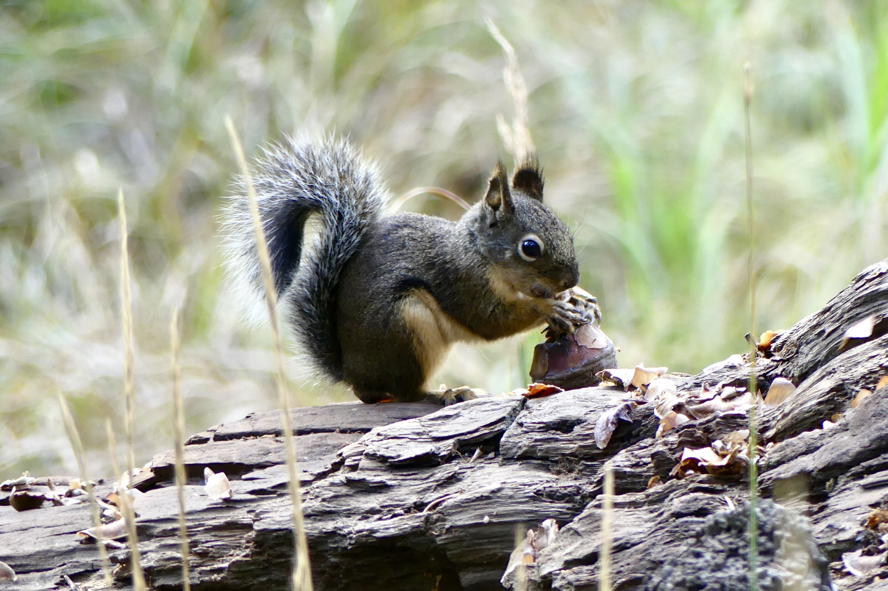 Die Tierwelt im Sequoia-Nationalpark in Kalifornien