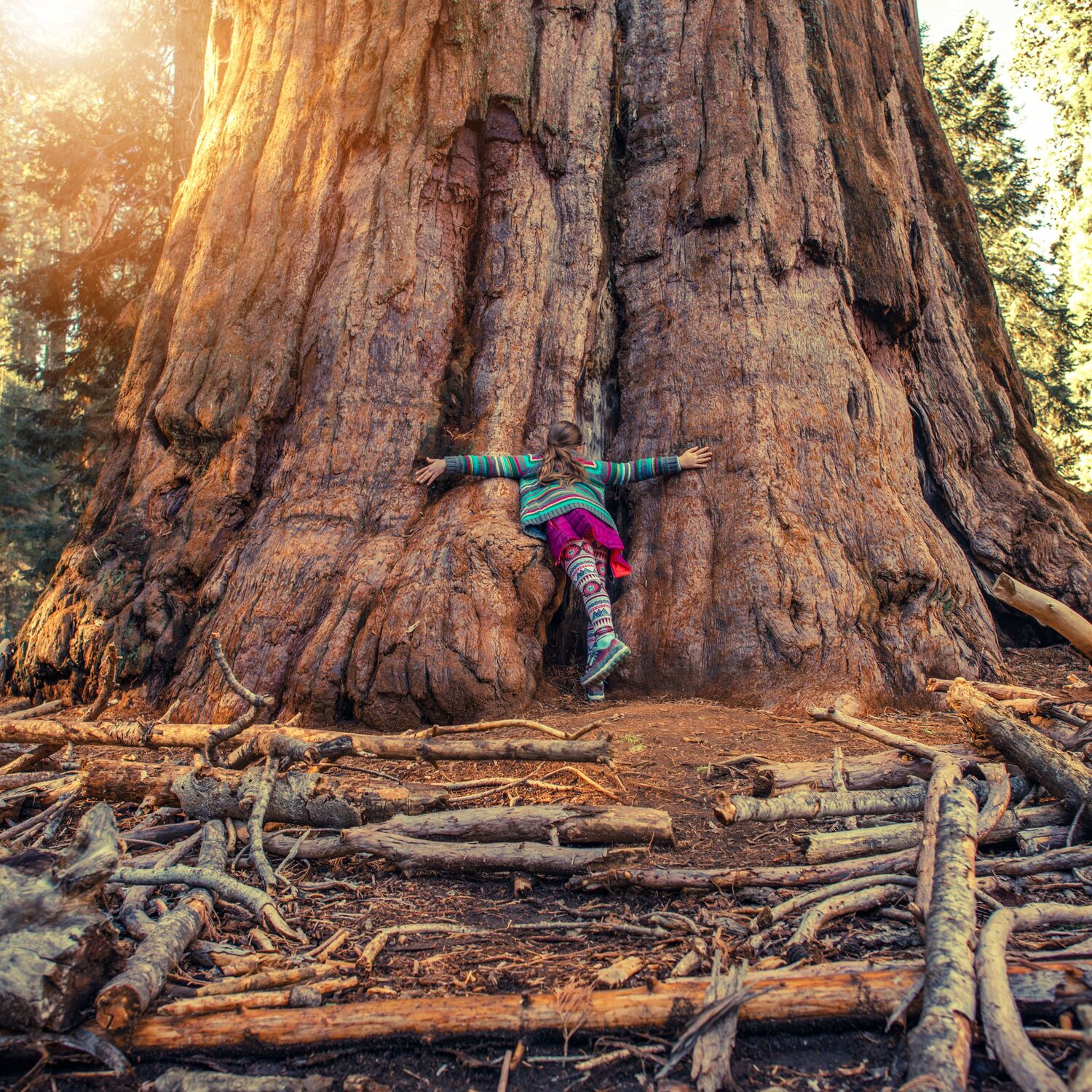 Ein MÃ¤dchen umarmt einen gigantischen Mammutbaum im Sequoia National Park, Kalifornien