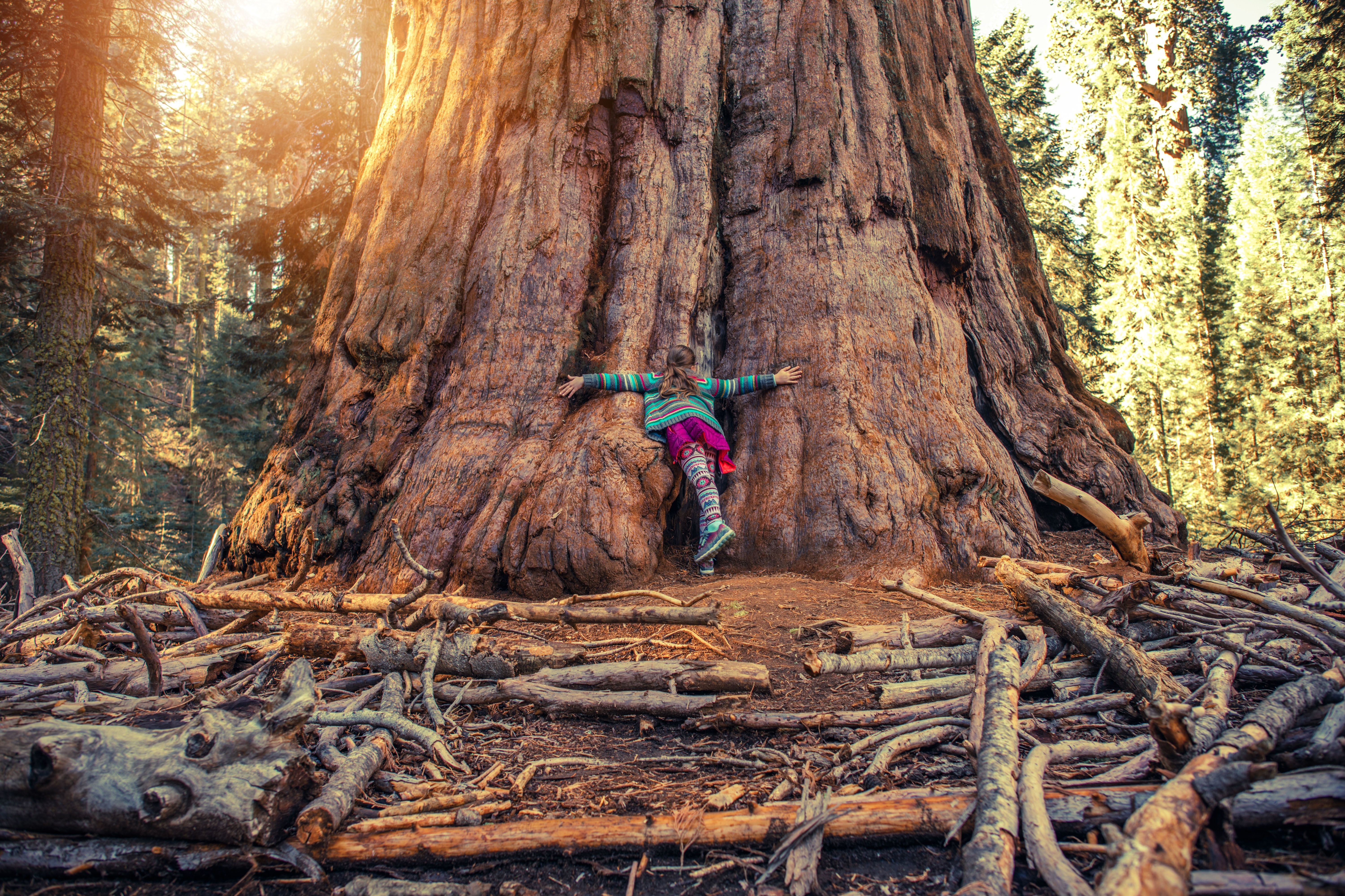 Mädchen umarmt einen Riesenmammutbaum im Sequoia National Park in Kalifornien