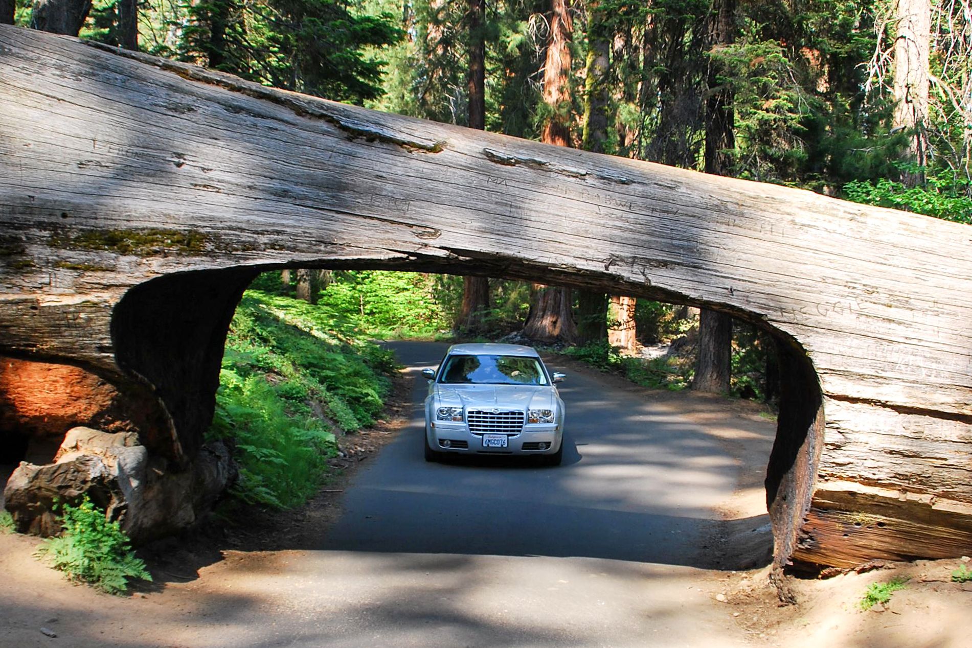 Tunnel in einem umgestürzten Mammutbaum im Sequoia Nationalpark