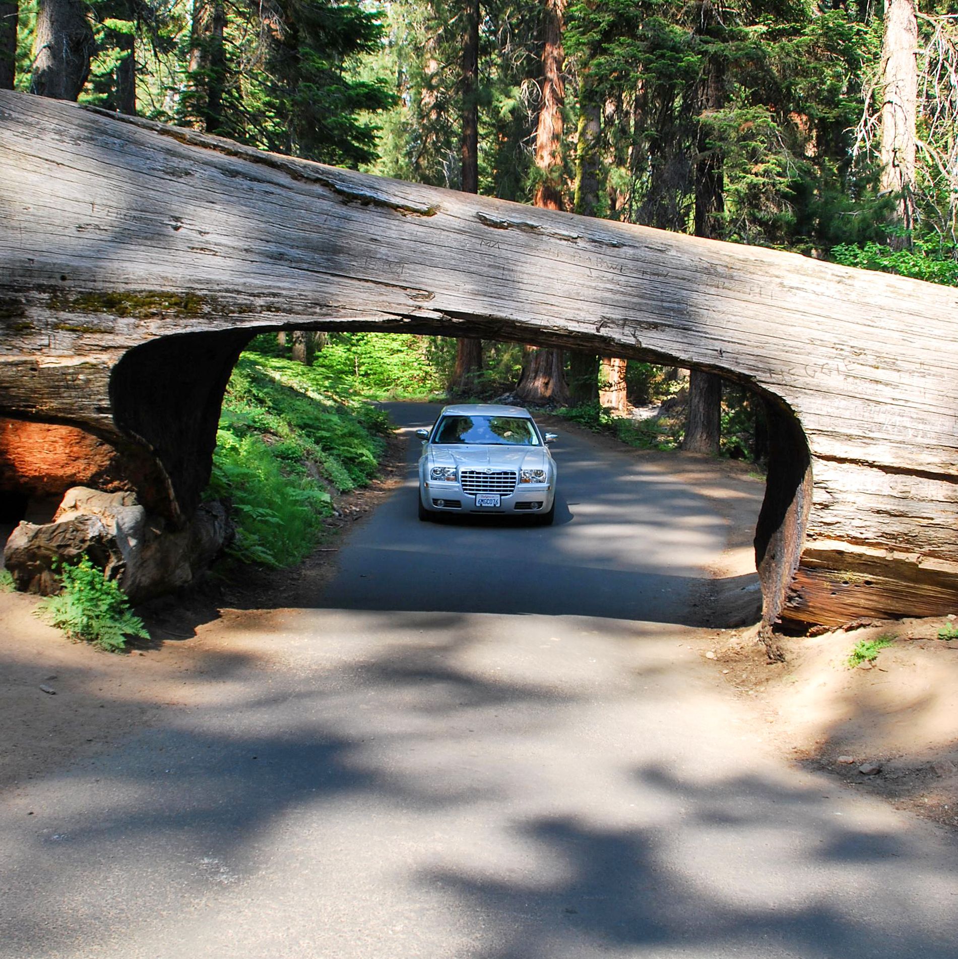 Tunnel in einem umgestürzten Mammutbaum im Sequoia Nationalpark