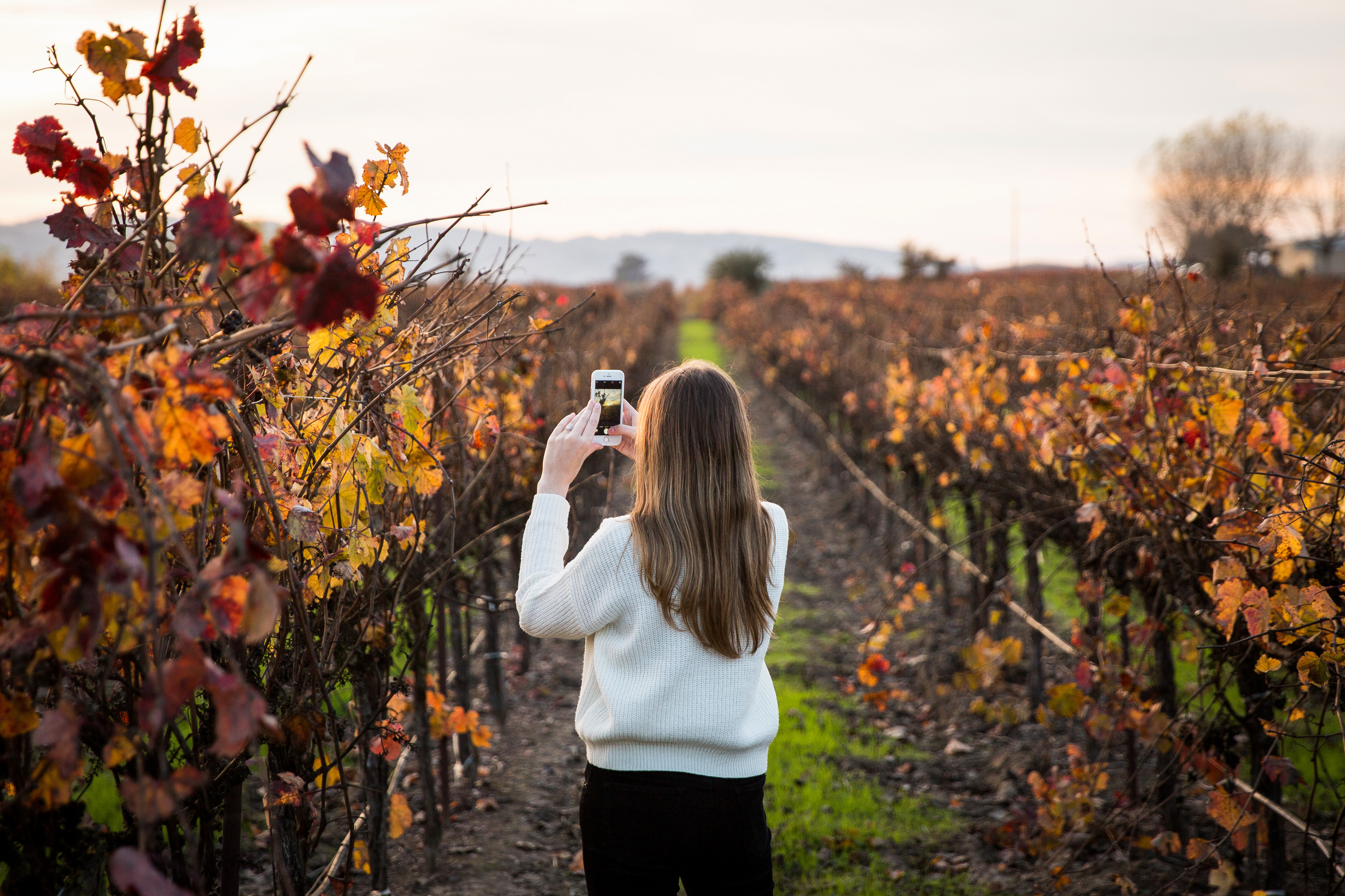 Eine Frau fotografiert das bunte Herbstlaub der Weinstöcke im Sonoma Valley in Kalifornien