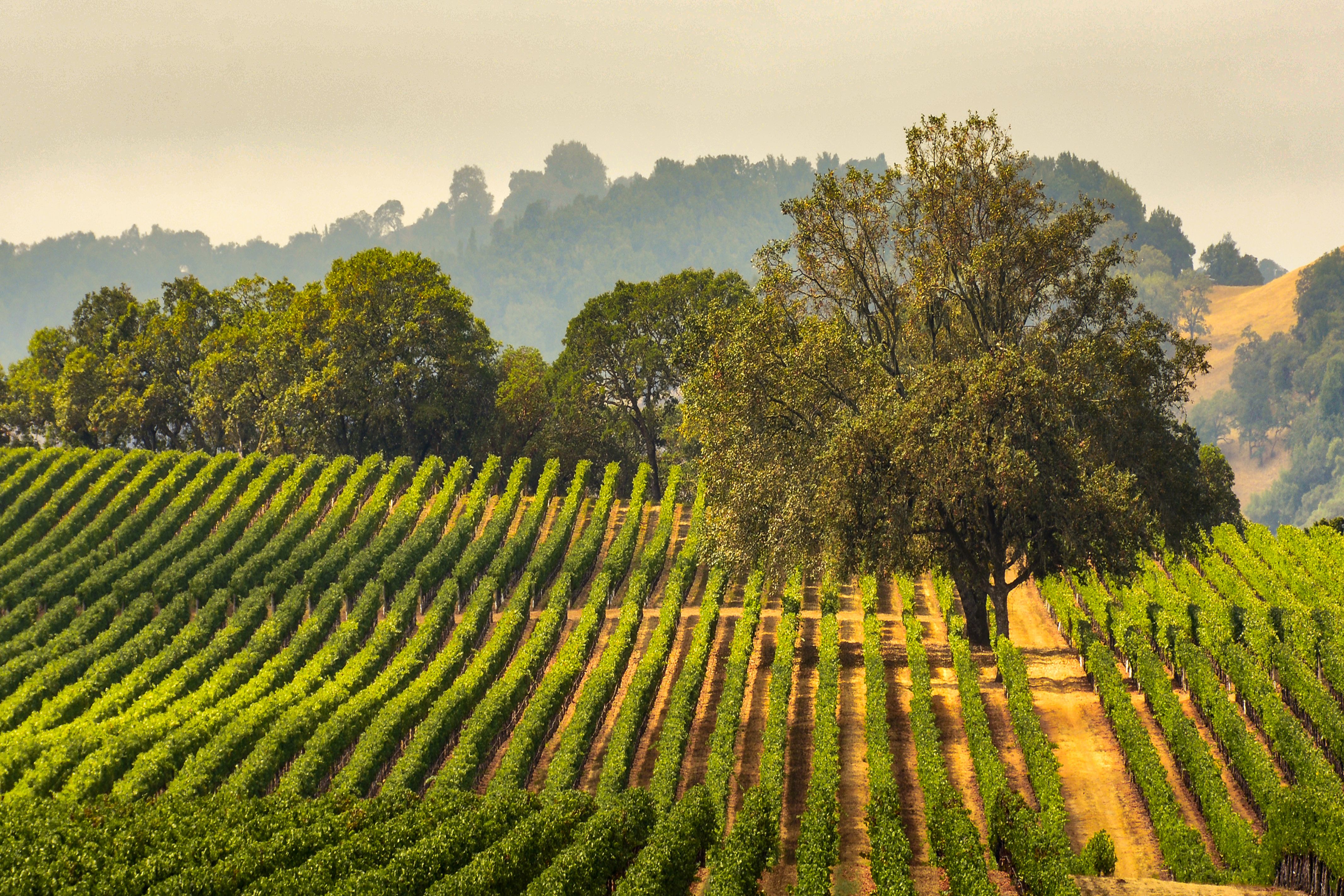 Panorama eines Vineyards mit mächtiger Eiche in Sonoma, Kalifornien