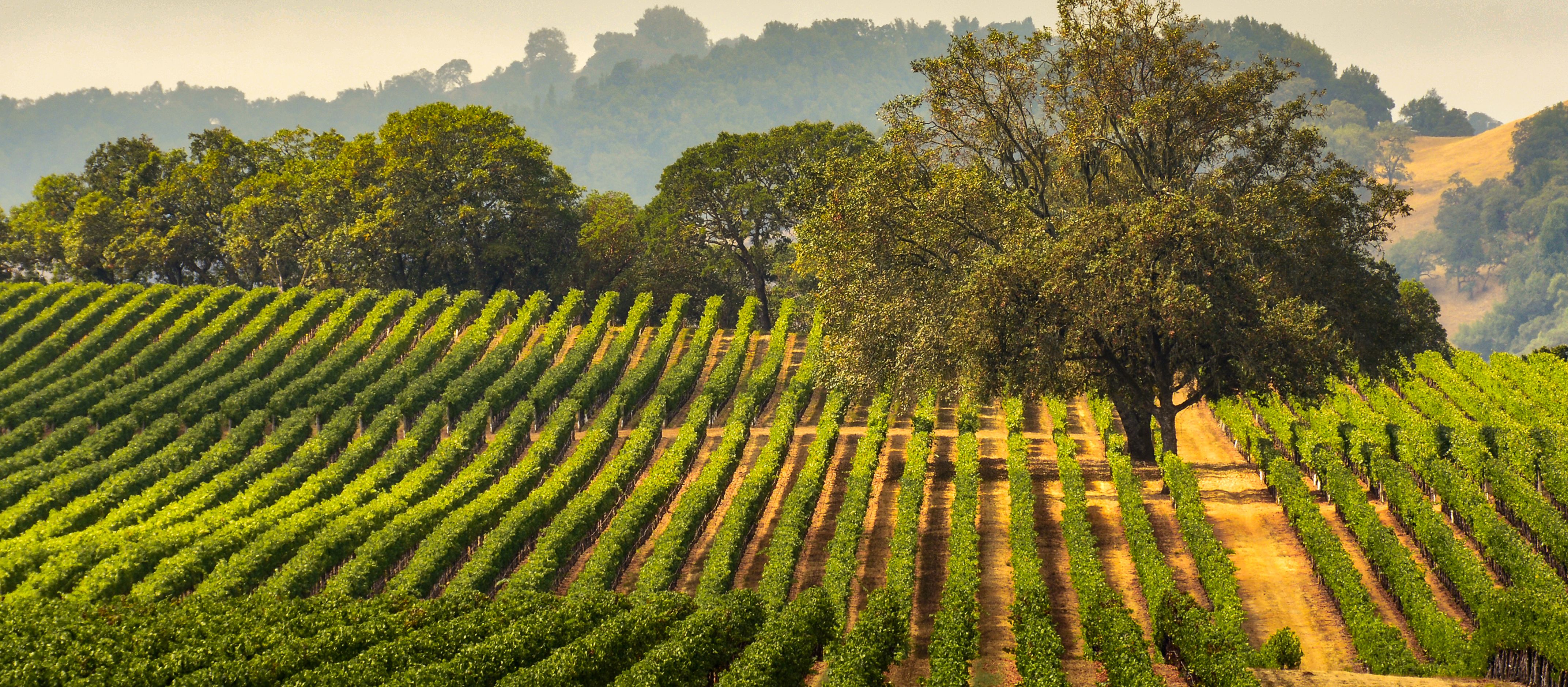 Panorama eines Vineyards mit mächtiger Eiche in Sonoma, Kalifornien