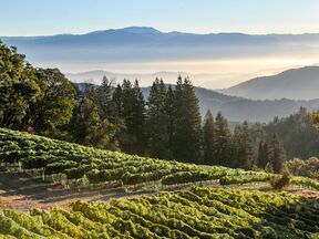 Ein Weinhang des Dry Creek Valleys im kalifornischen Sonoma County