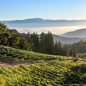 Ein Weinhang des Dry Creek Valleys im kalifornischen Sonoma County