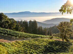 Ein Weinhang des Dry Creek Valleys im kalifornischen Sonoma County