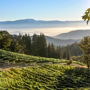 Ein Weinhang des Dry Creek Valleys im kalifornischen Sonoma County