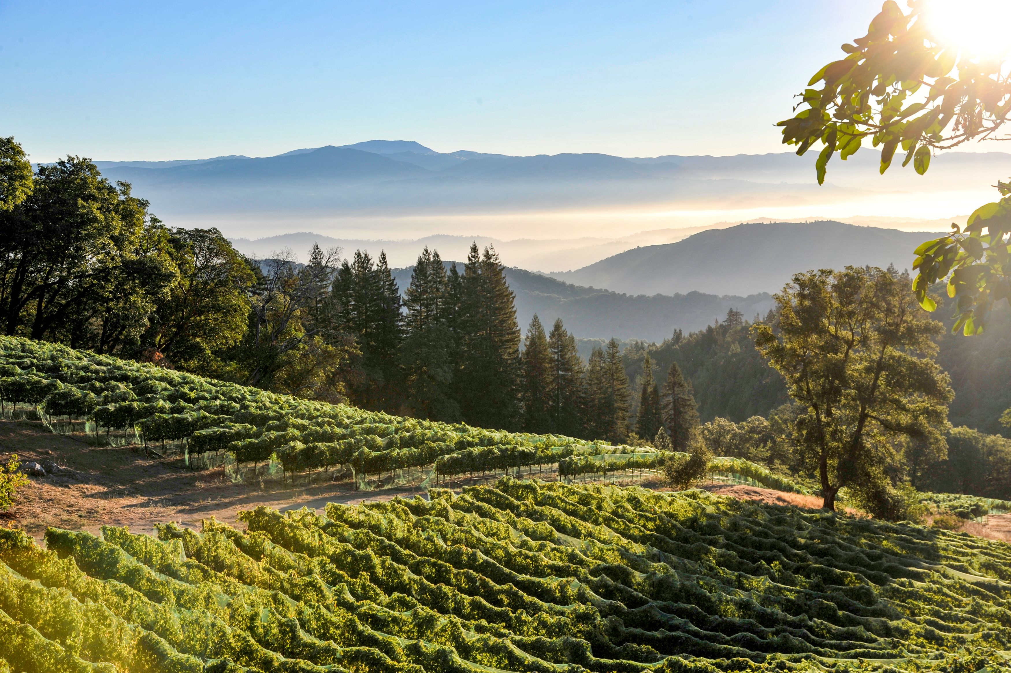 Ein Weinhang des Dry Creek Valleys im kalifornischen Sonoma County