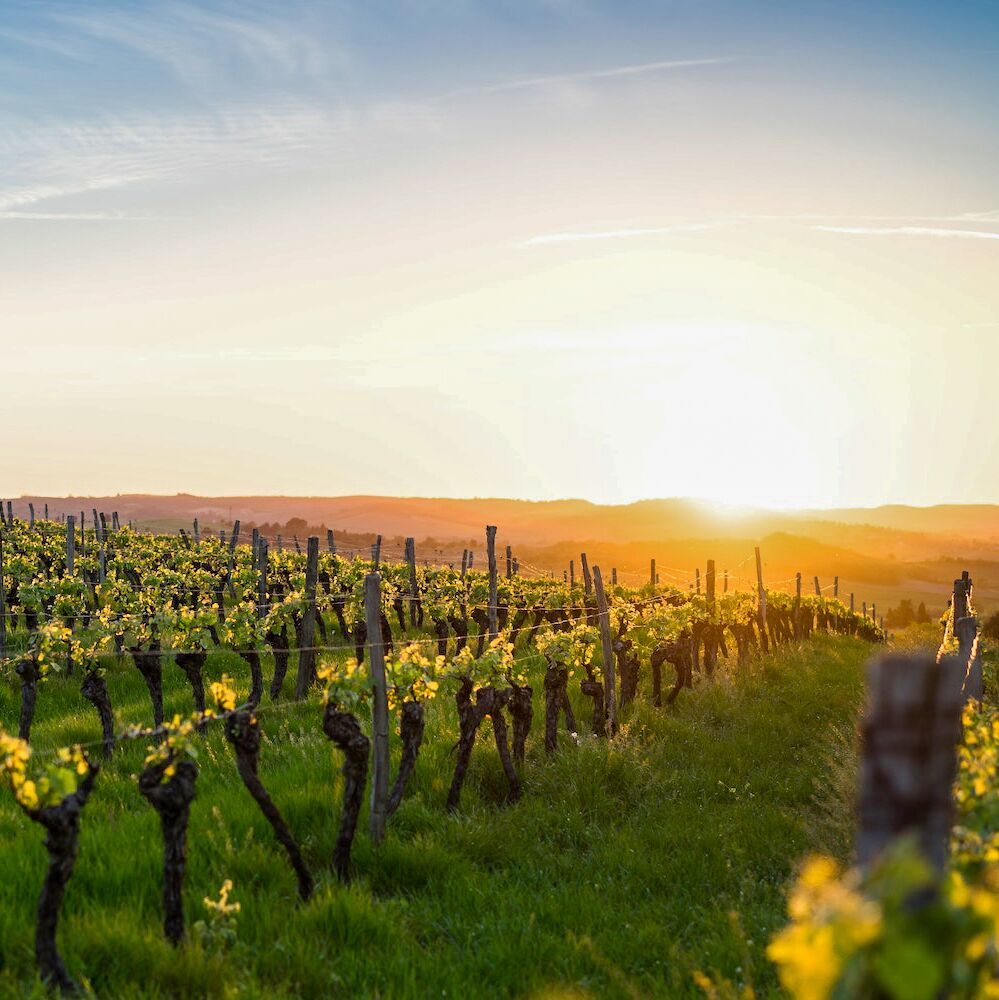 Weinreben im kleinen Ort Winters