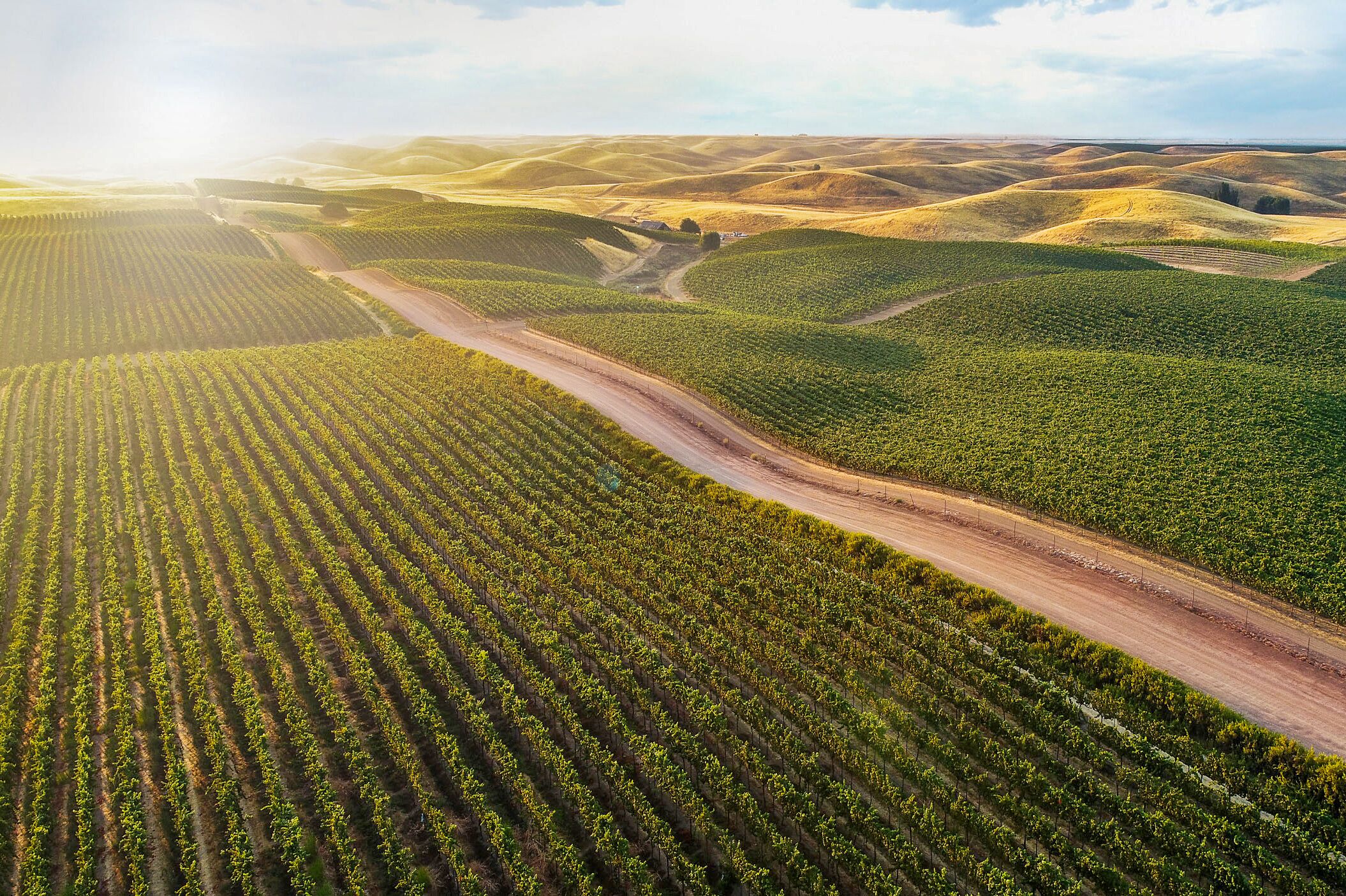 Weinreben im Yolo County, Kalifornien